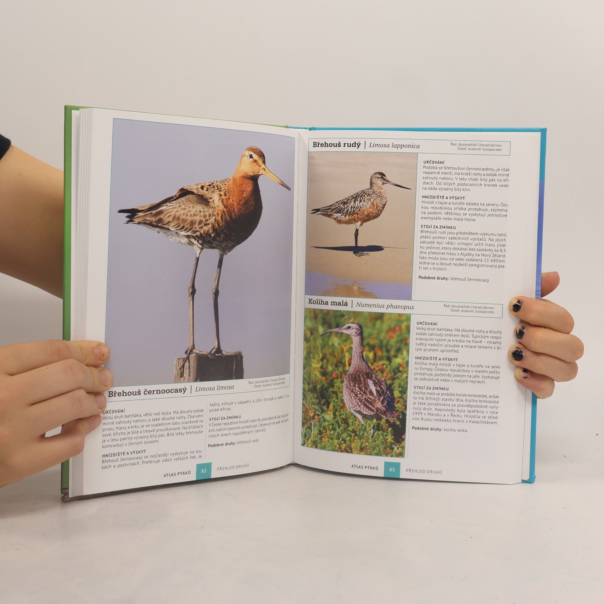 Dominik Marchowski Atlas ptáků : 250 evropských druhů