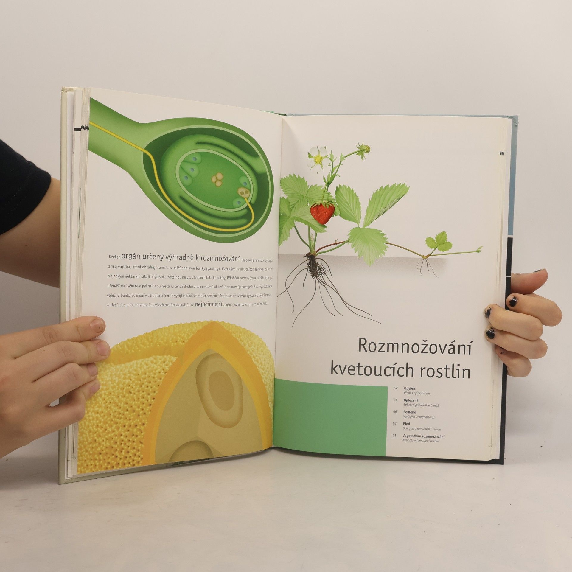 Kolektiv autorů Rostliny. Seznamte se s rozmanitostí rostlinného světa