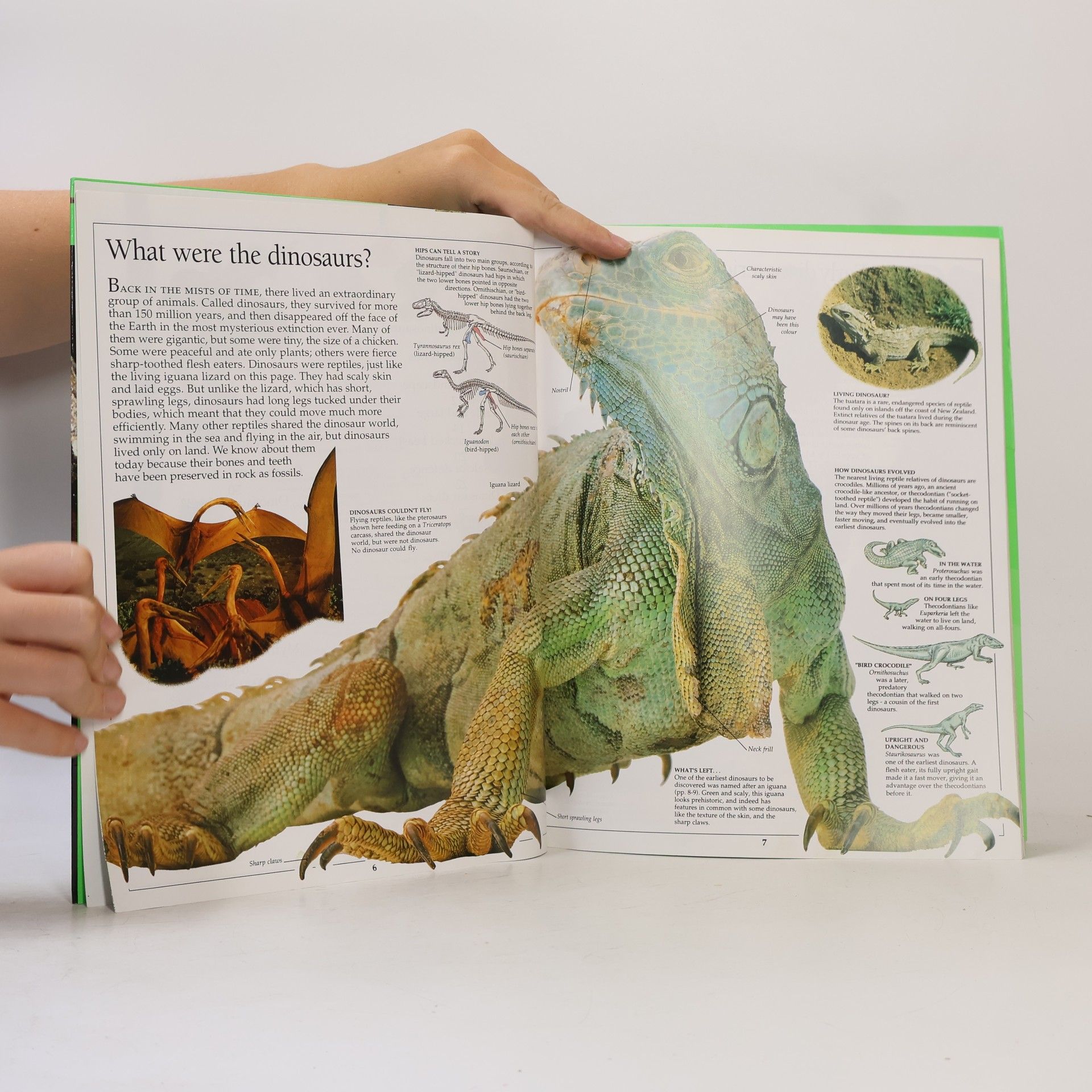 Autores varios Dinosaur
