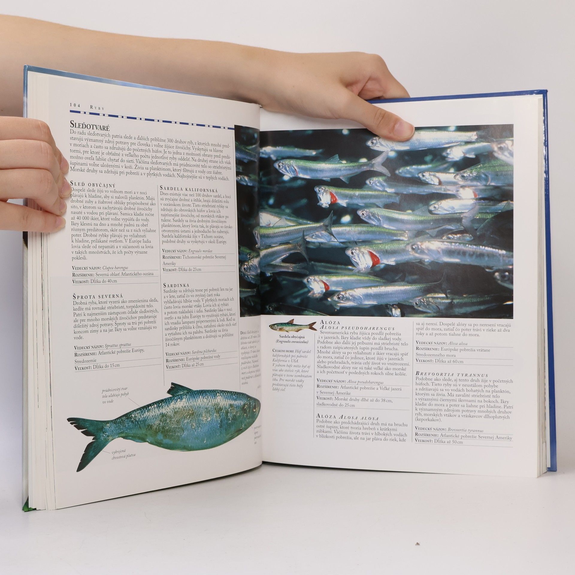 Various authors Veľká obrazová encyklopédia: Živočíchy
