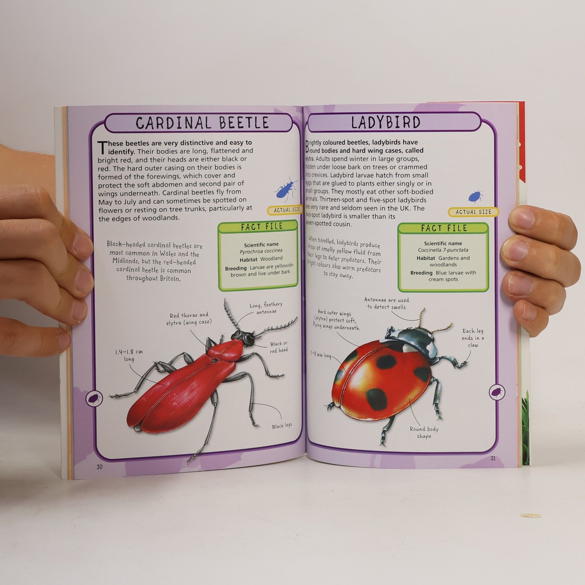 Bedoyere Camilla Spot 50 Insects