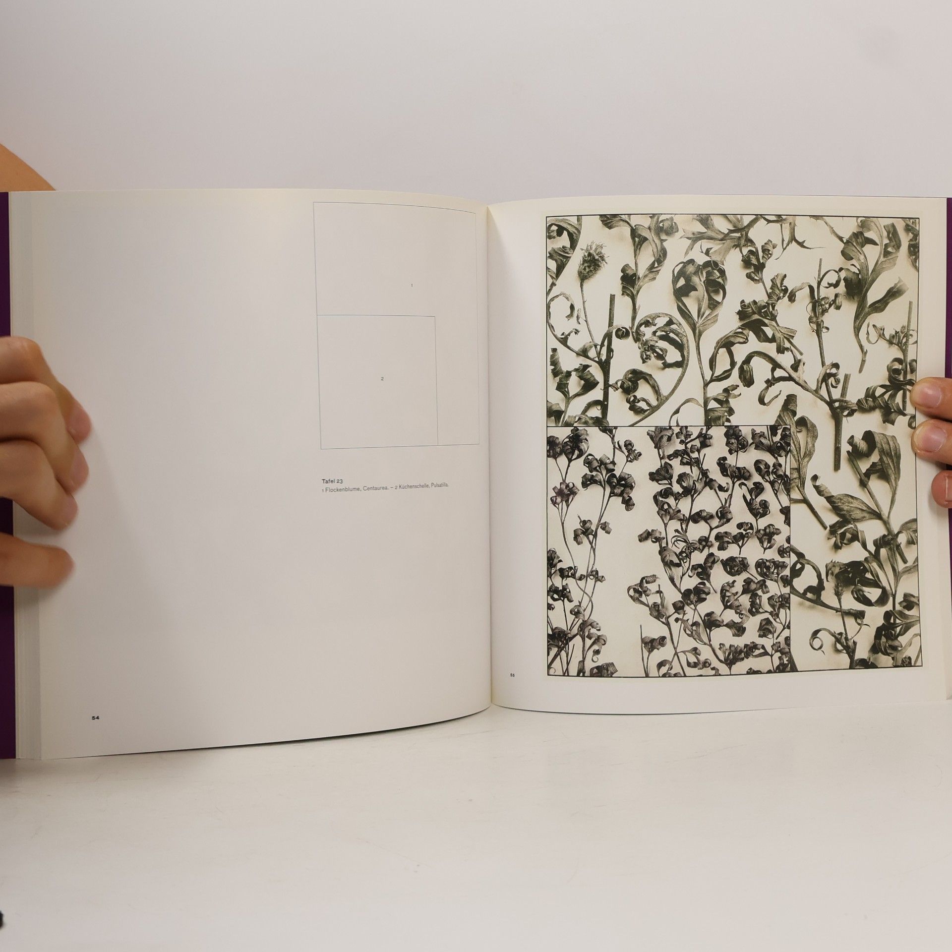 Astrid Lechner Martin Gerlachs "Formenwelt aus dem Naturreiche"