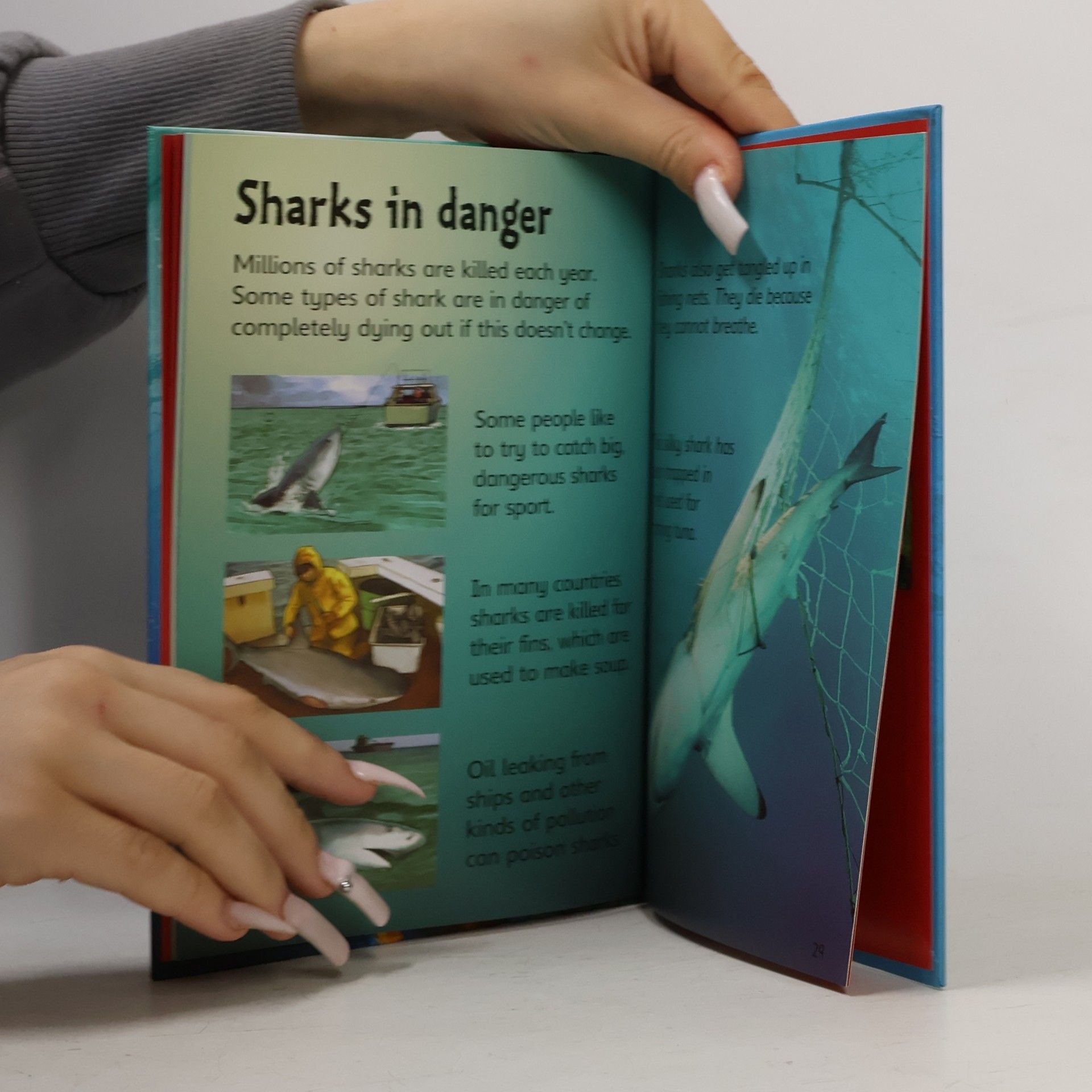 Collectif d'auteurs Sharks