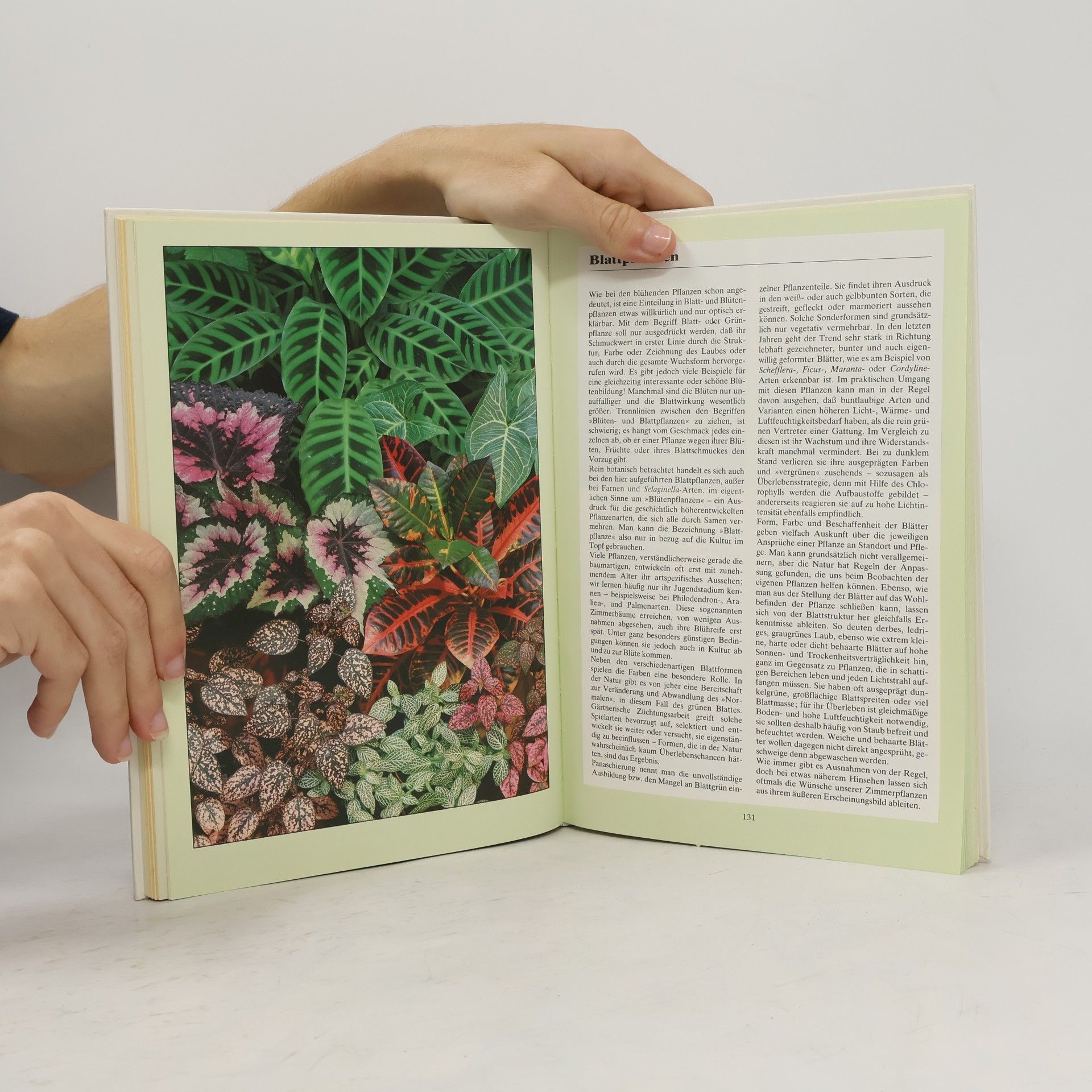 Herta Simon Das neue BLV-Zimmerpflanzenbuch