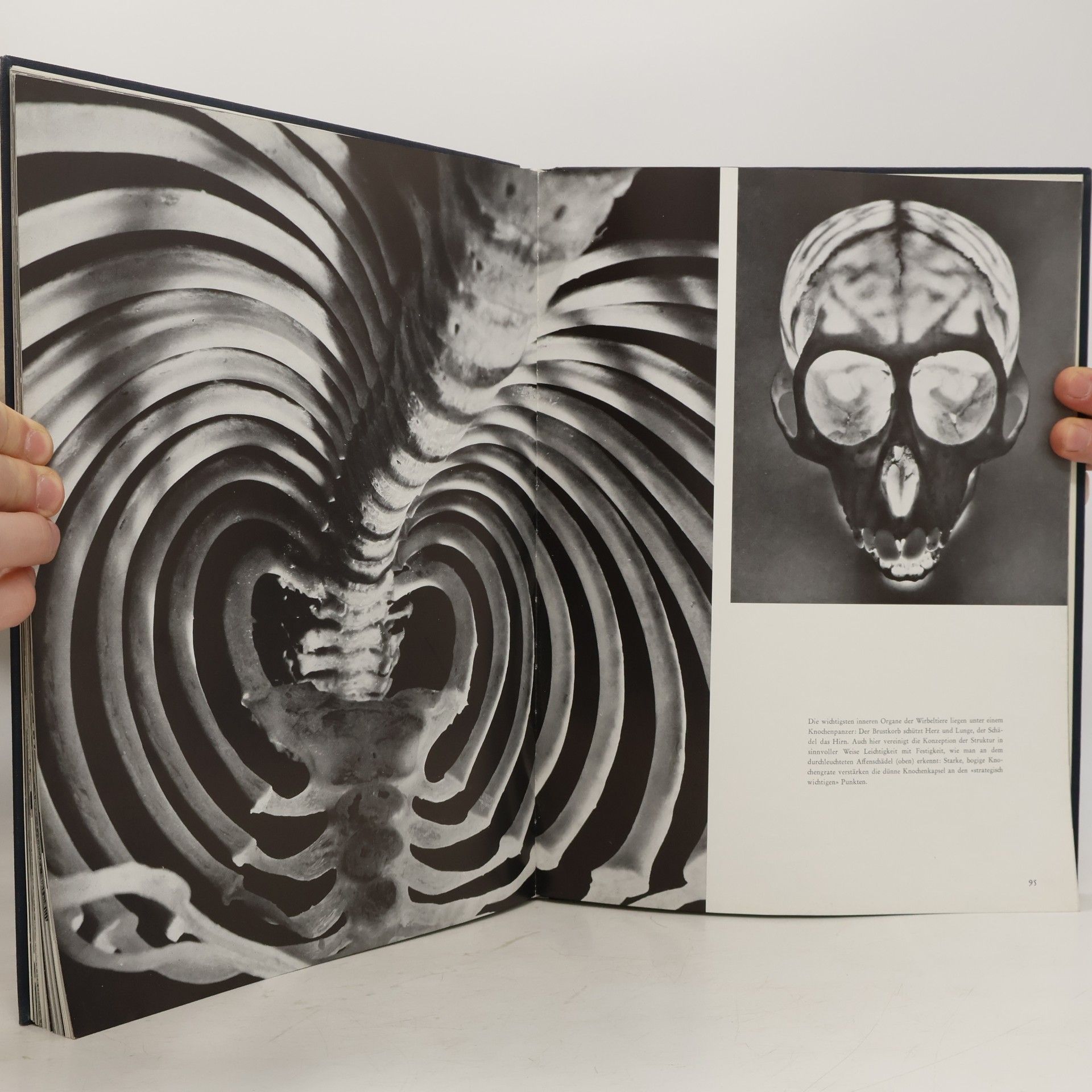 Andreas Feininger Das Antlitz der Natur