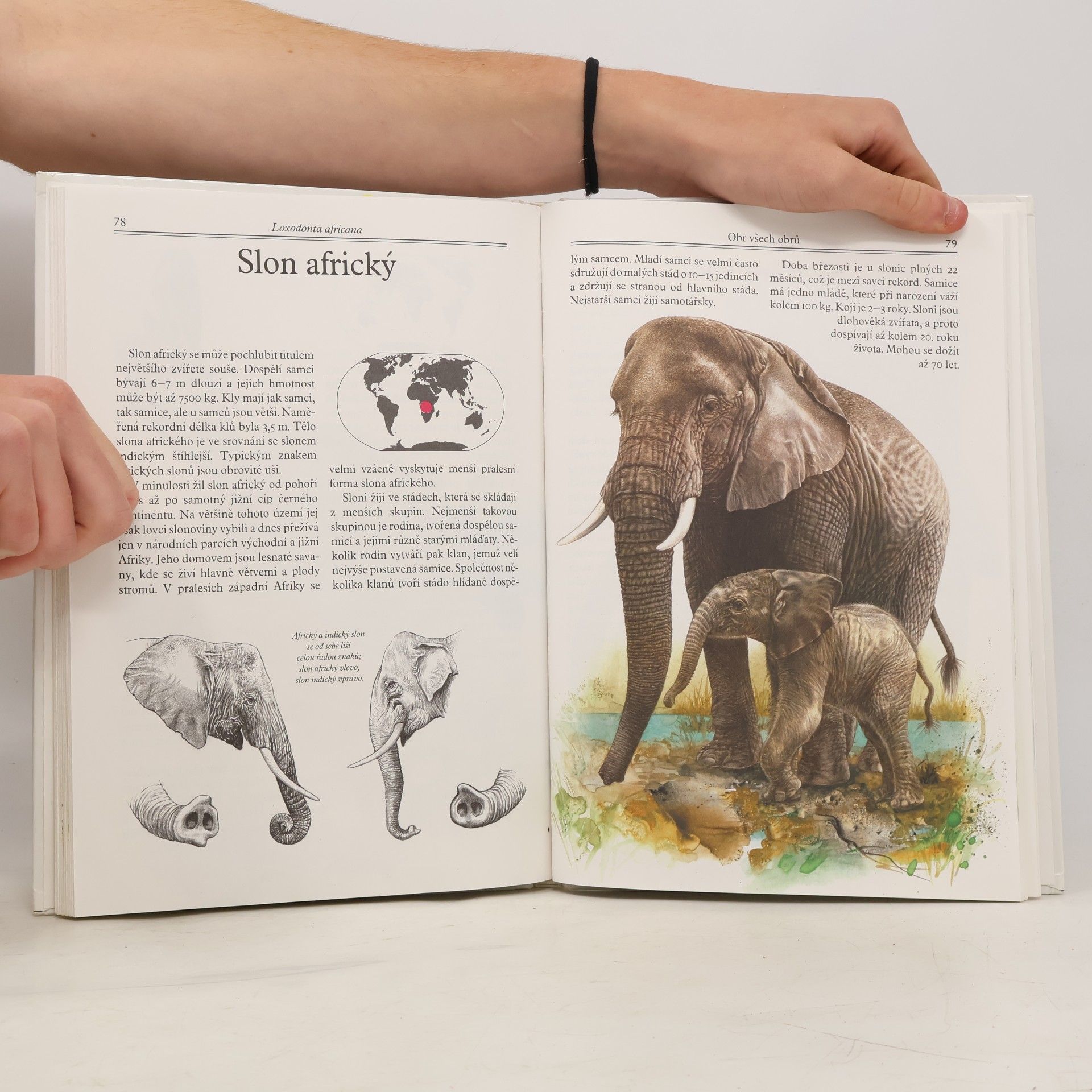 Evžen K°us Mláďata v zoo : nejoblíbenější savci z celého světa v obrazech