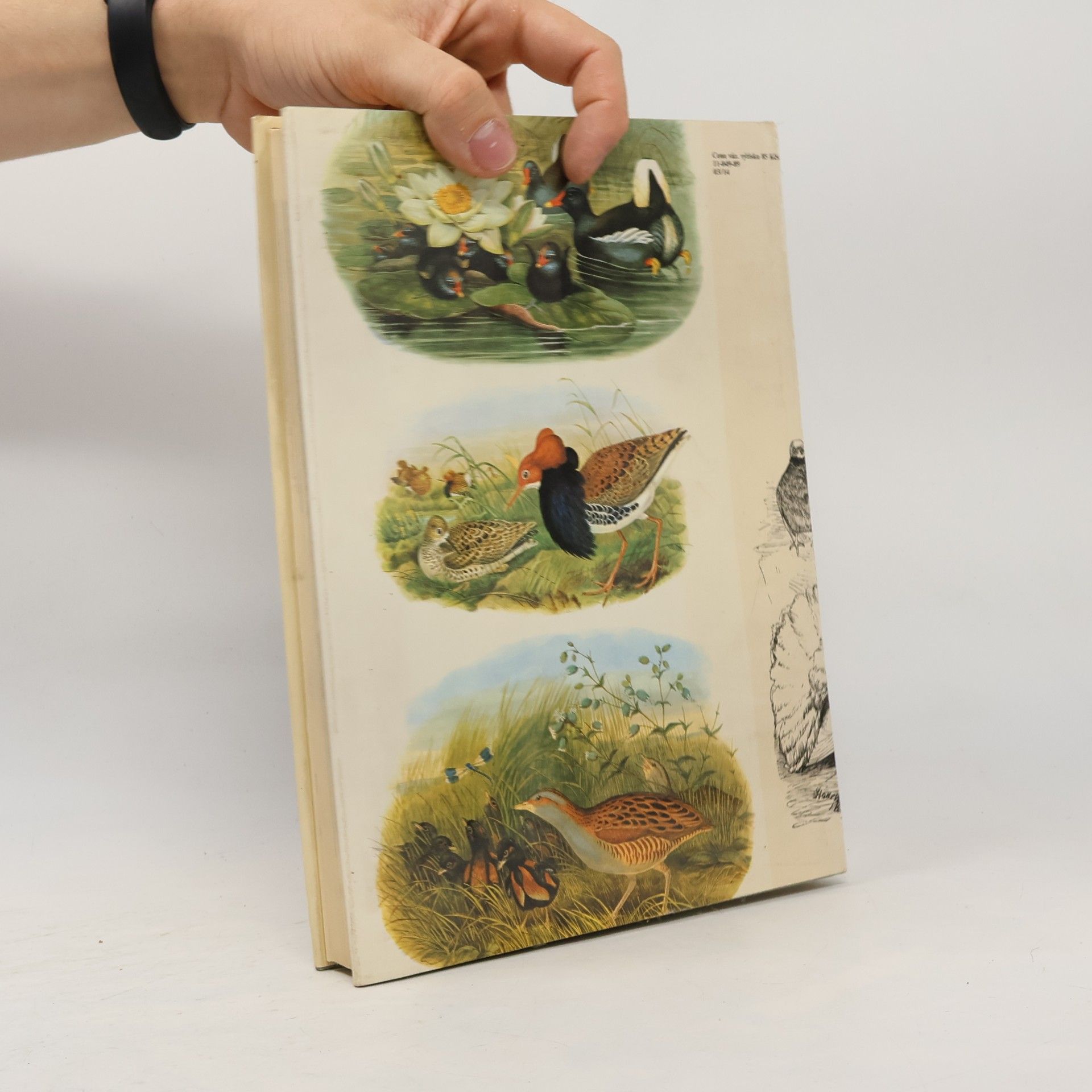 Charles Darwin Darwinův původ druhů v ilustracích