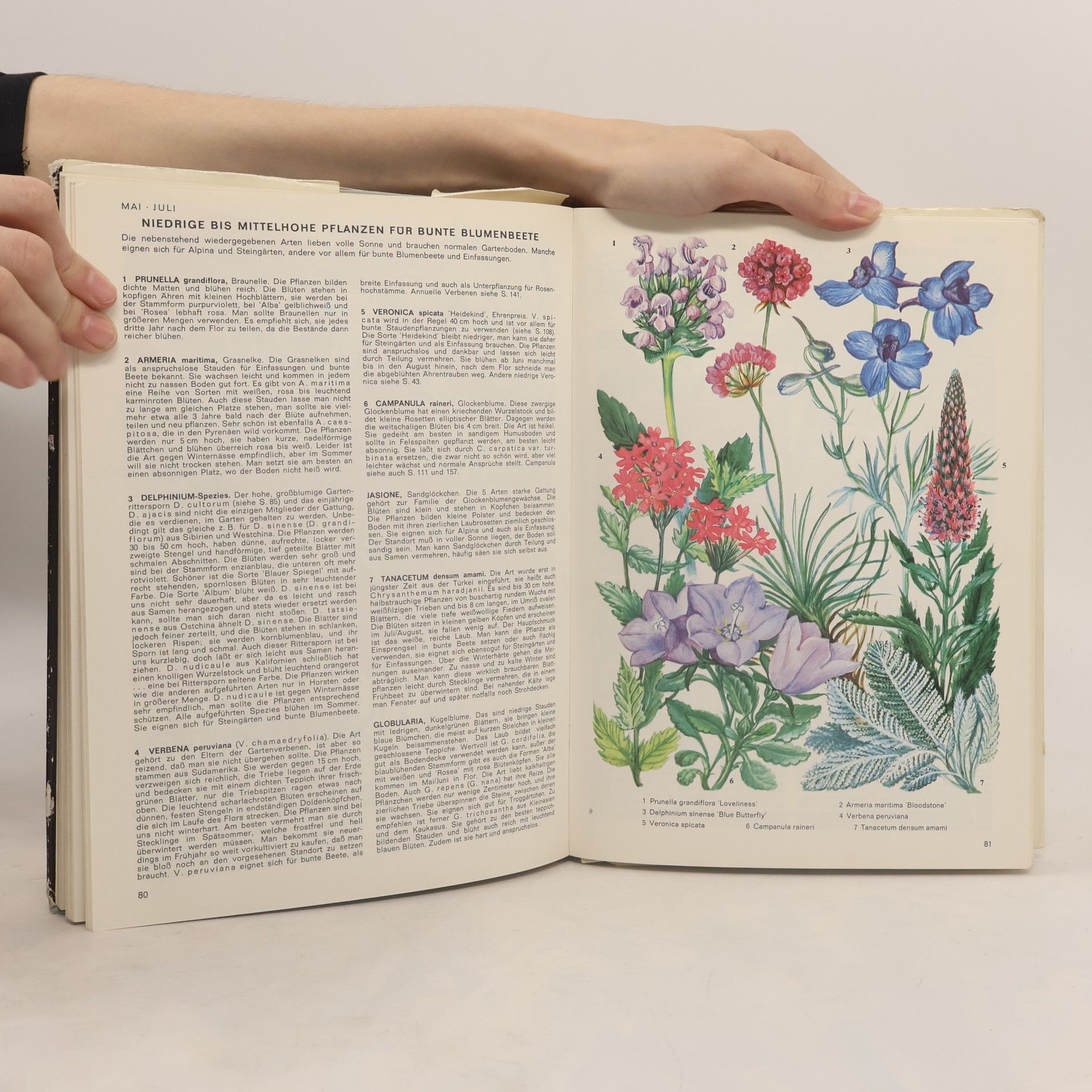 E.B. Anderson Bunte Blumen im Garten