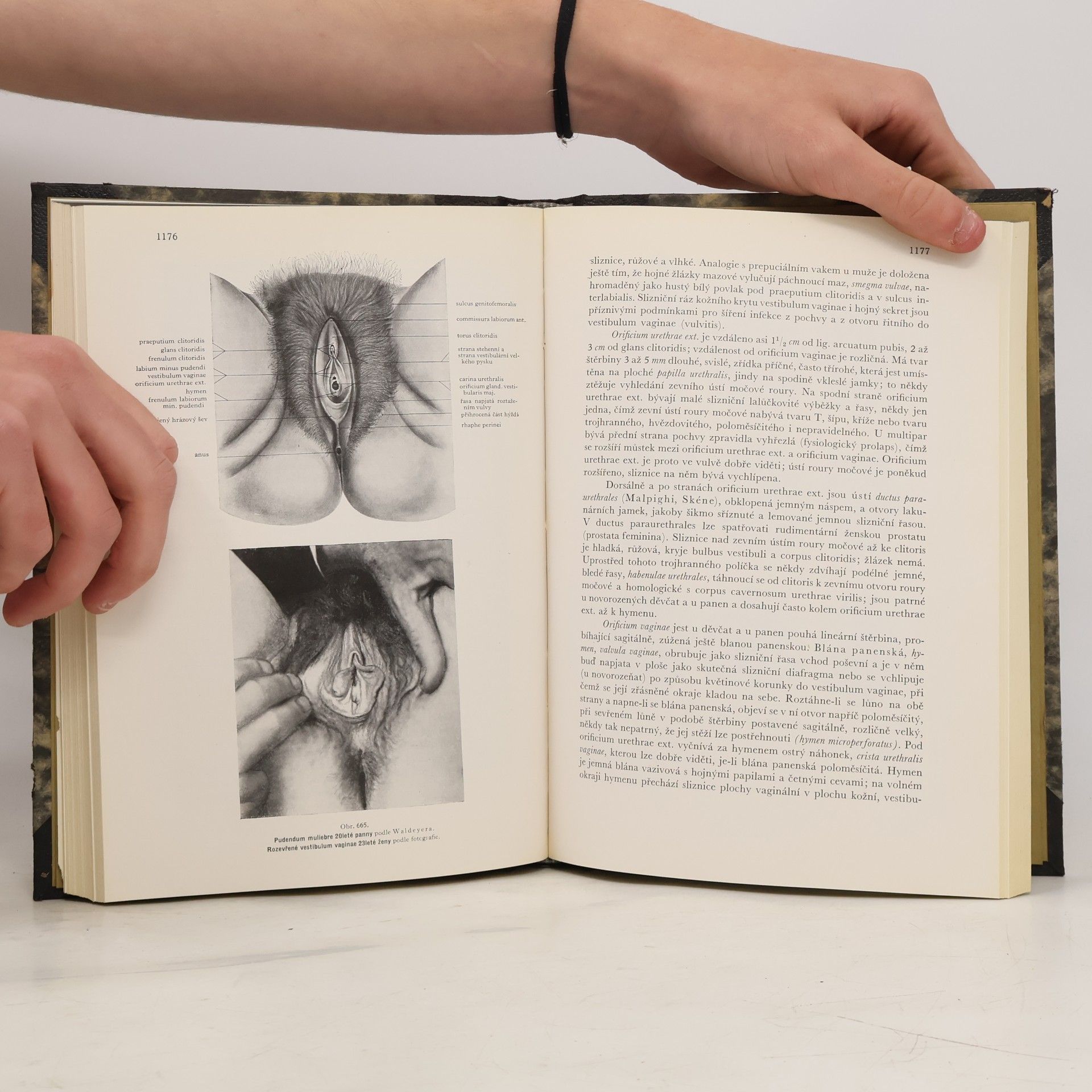 Karel Weigner Topografická anatomie se zřetelem k studiu anatomie a k potřebám klinickým IV. (Topografická anatomie pánve)