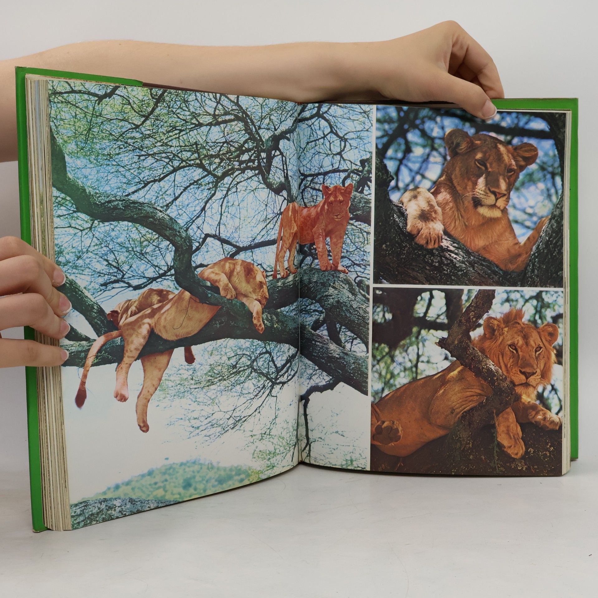 Jesús Mosterín Fauna: Das große Buch über das Leben der Tiere. 1.