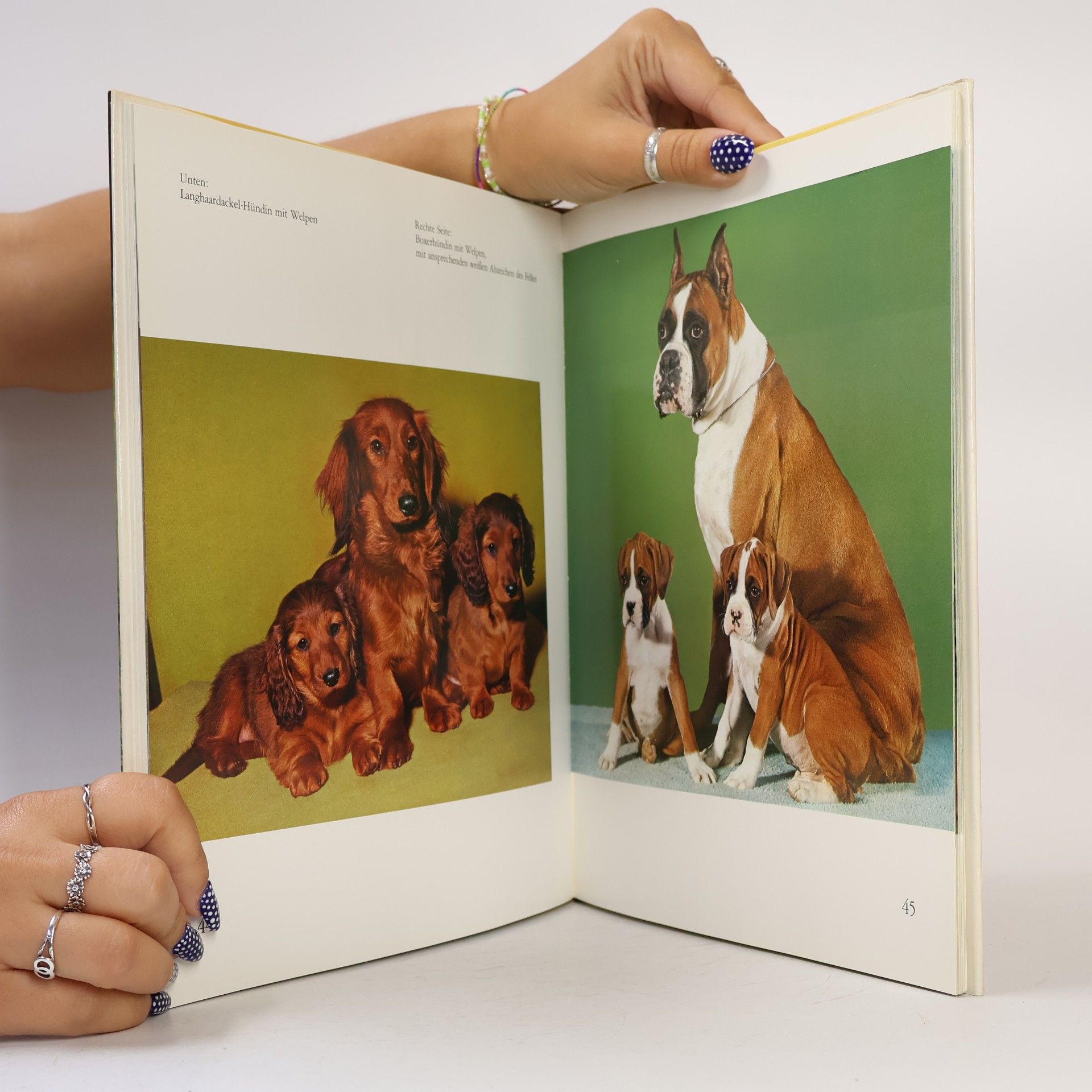 Autorenkollektiv Geliebte Hunde in Farbe