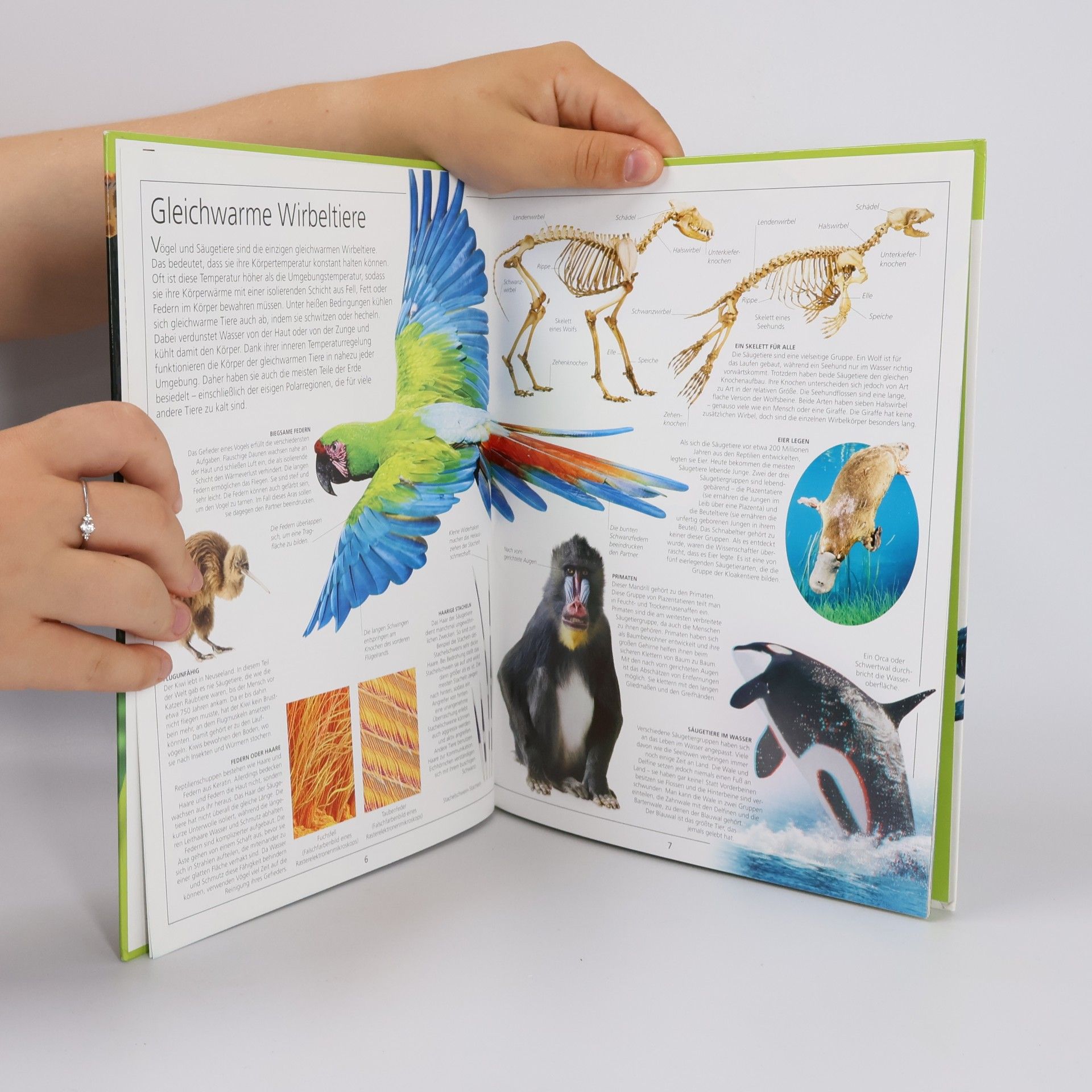 Collectif d'auteurs Welt der Tiere