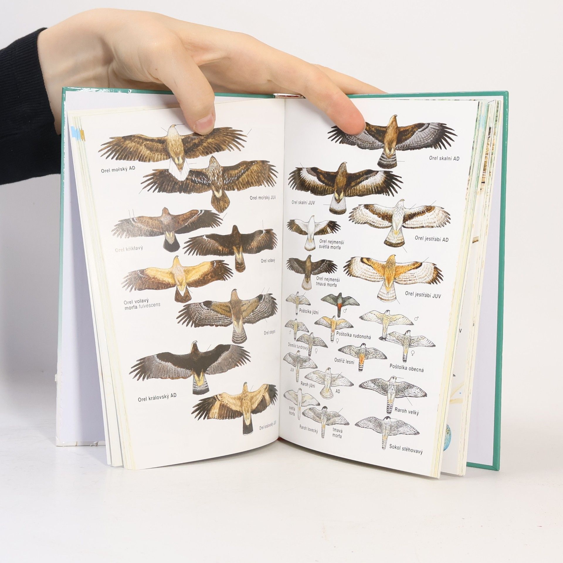 Jan Dungel Atlas ptáků České a Slovenské republiky