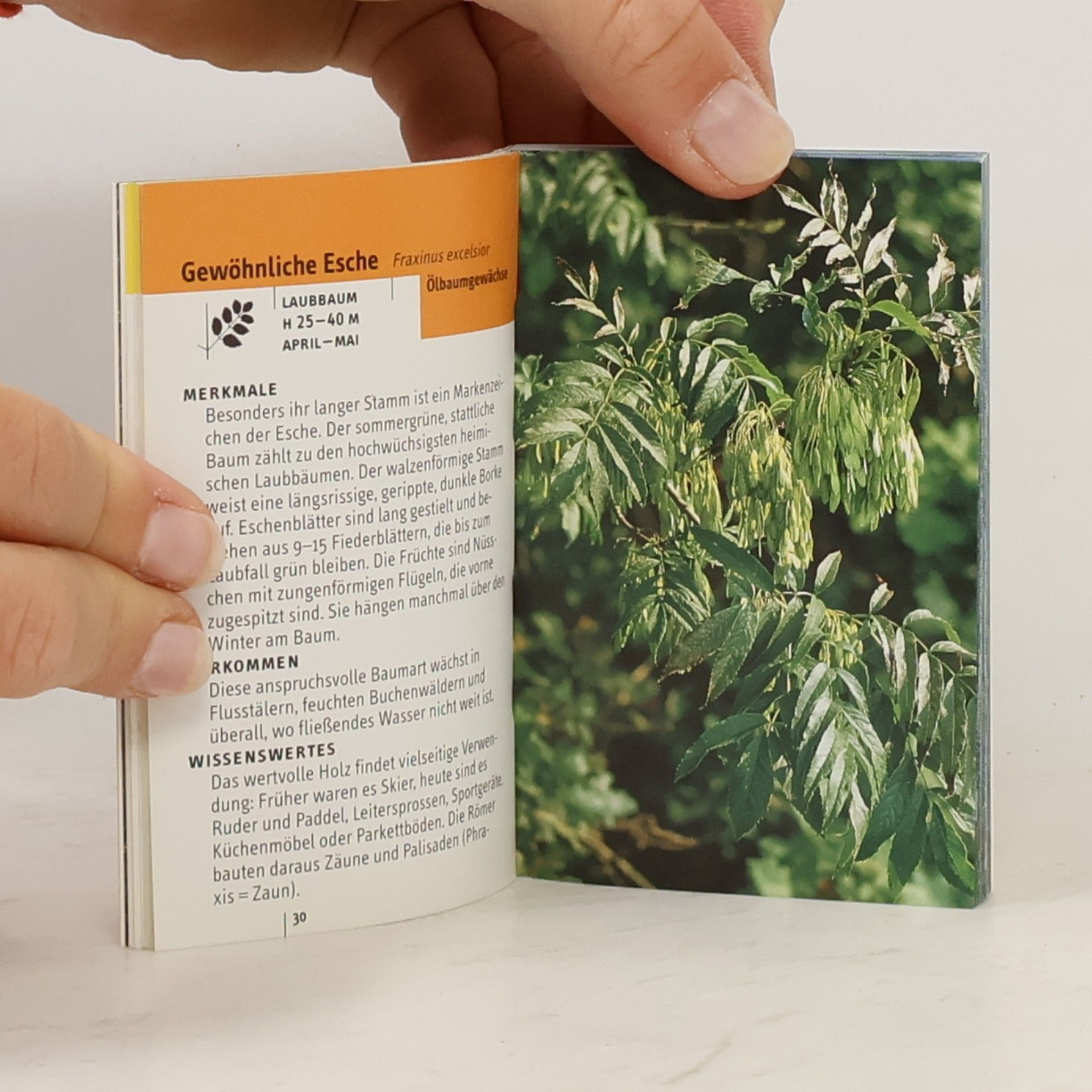 Eva-Maria Dreyer Welcher Baum ist das?