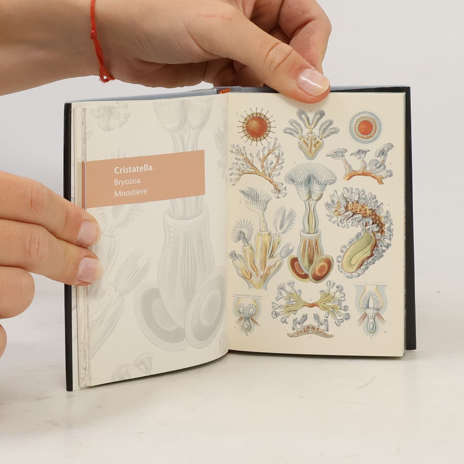 Ernst Haeckel Kunstformen der Natur