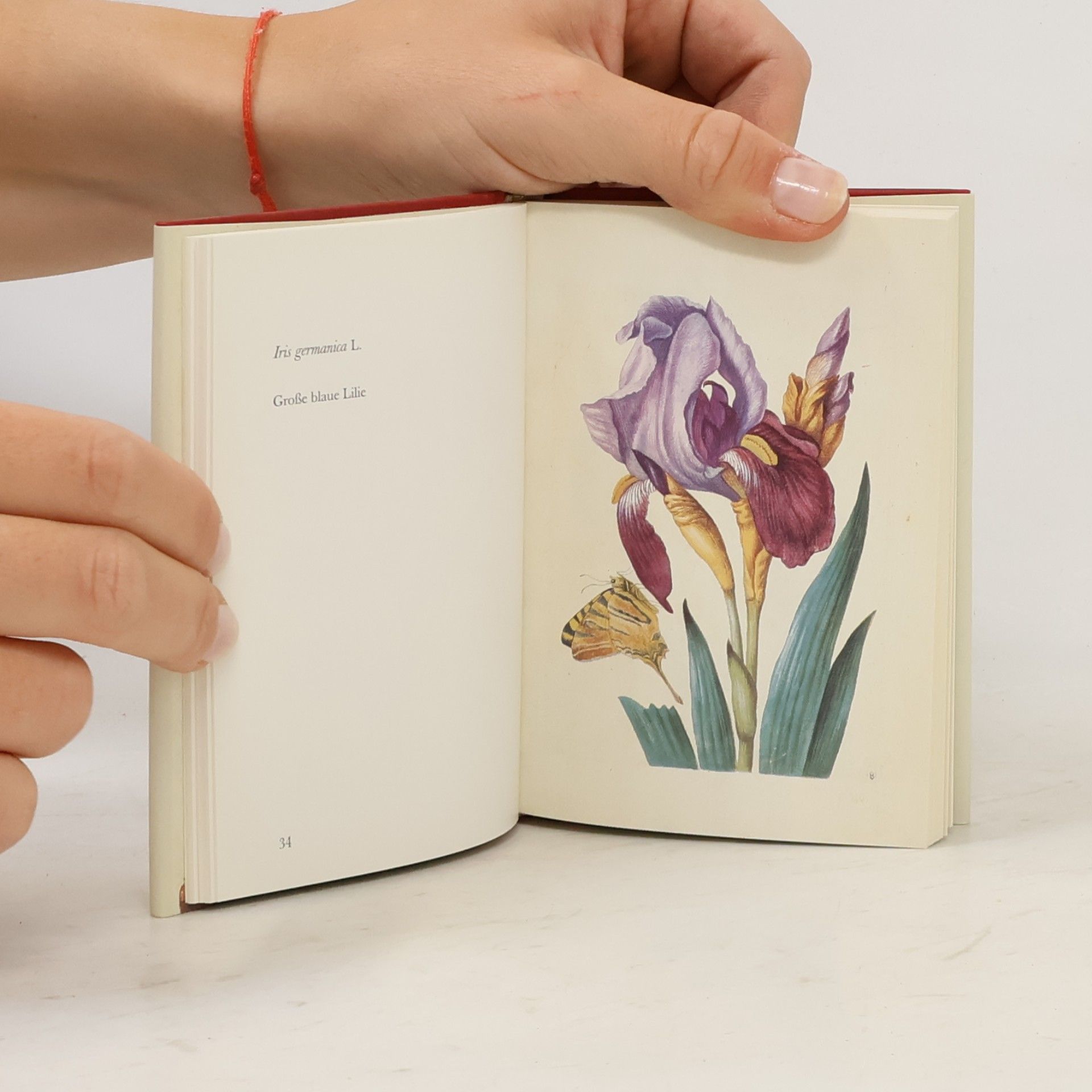 Maria Sibylla Merian Neues Blumenbuch