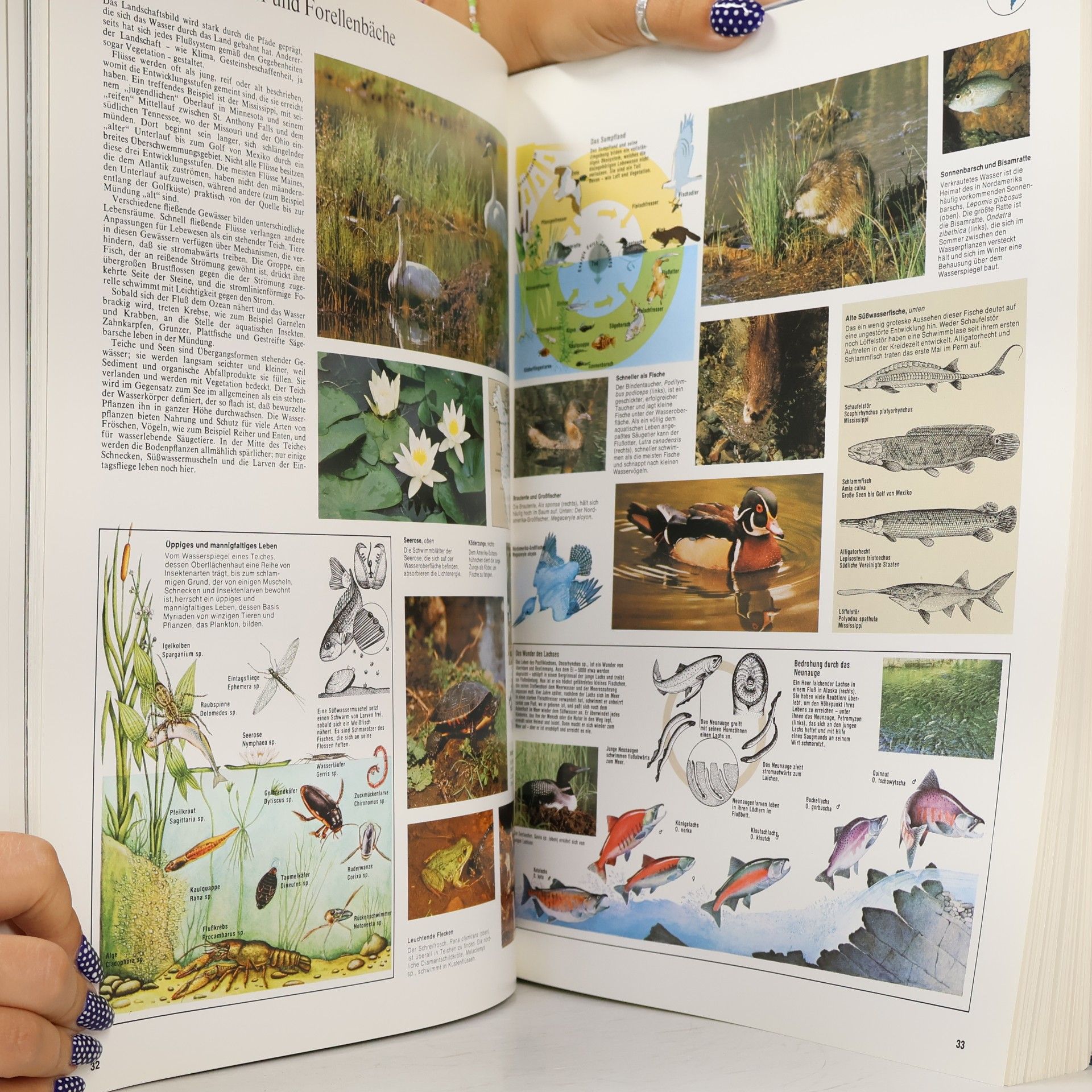Various authors Grosser Atlas des Tierlebens