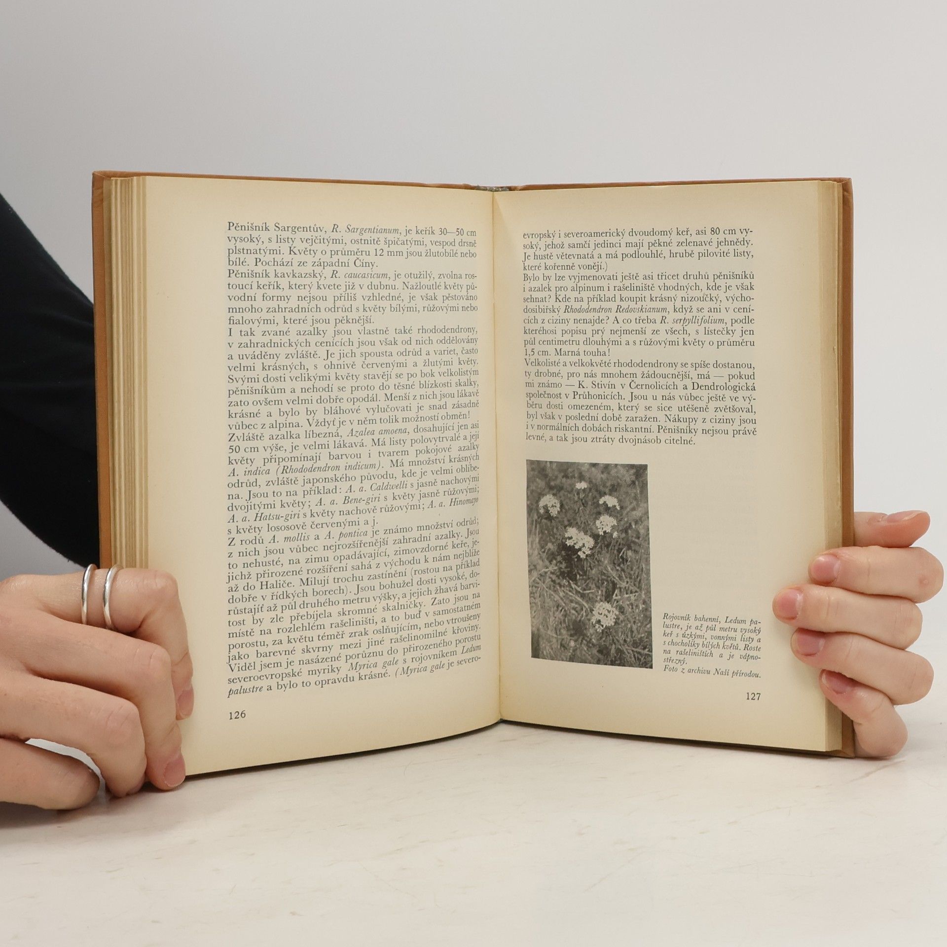 Nauman Jaroslav Skalky a skalničky