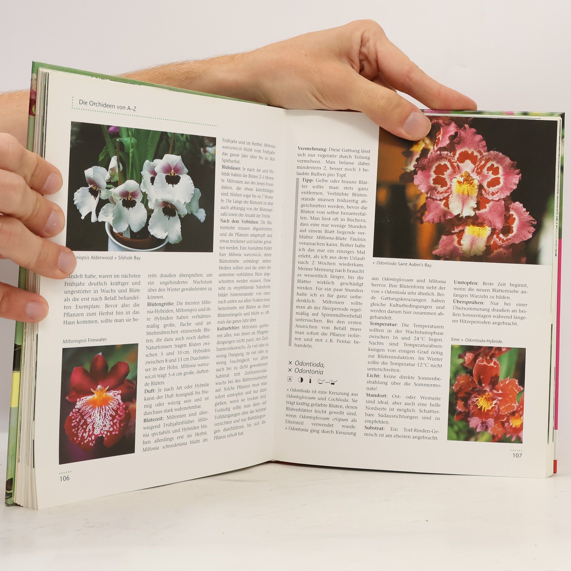 Brigitte Goede Orchideen