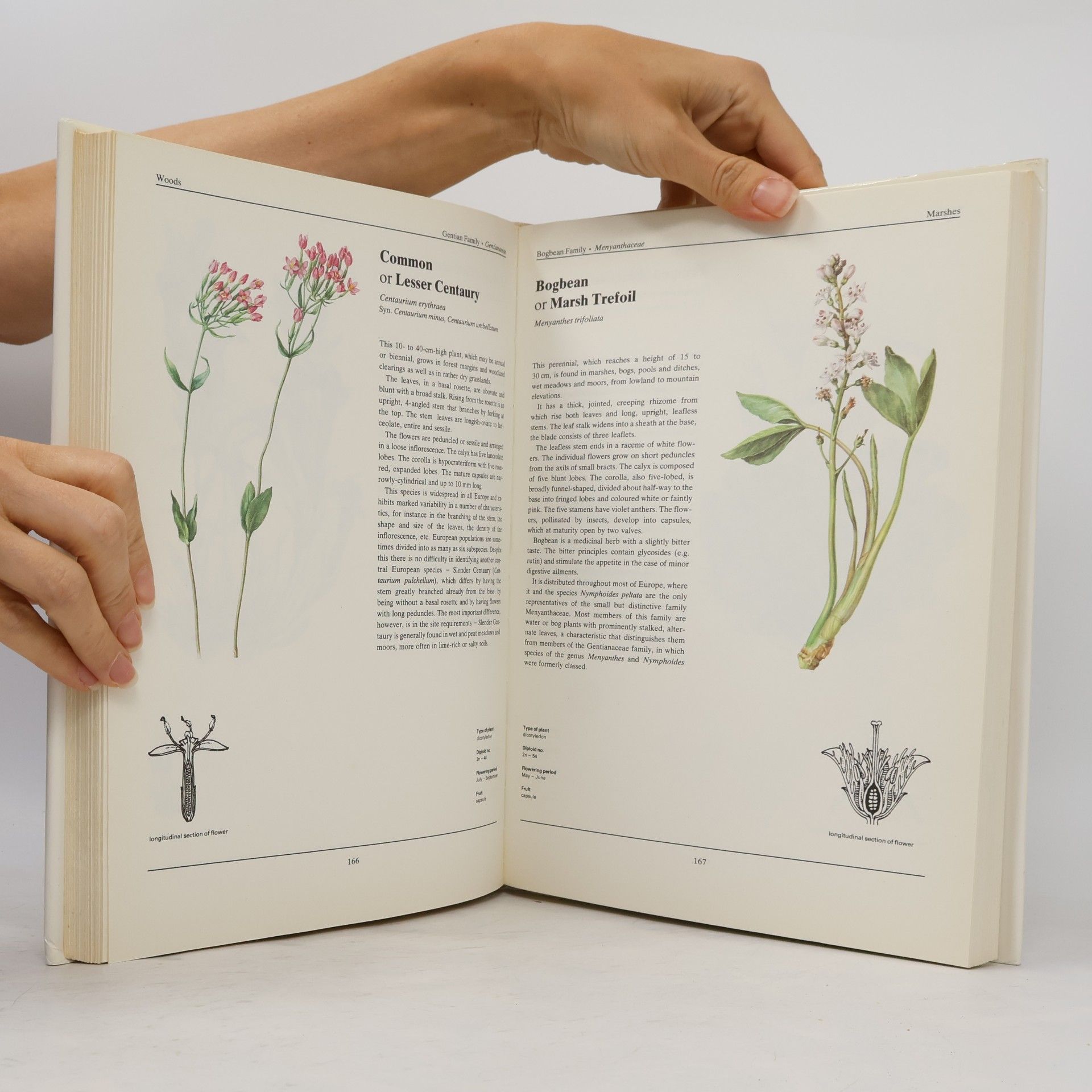 Eliška Tomanová The Wild Flowers Book