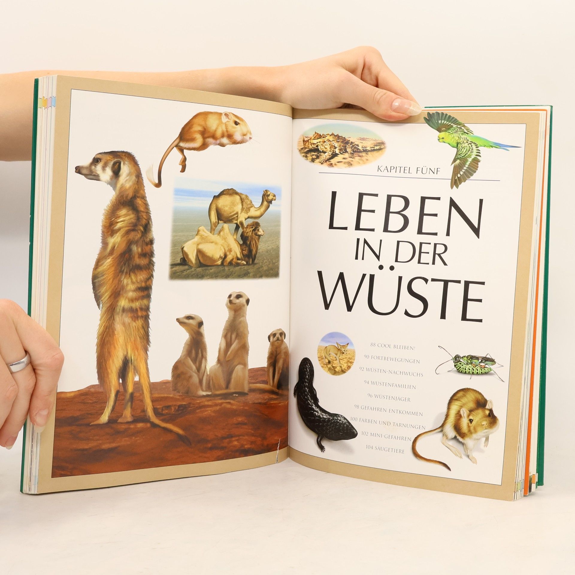 Nazire Ergün Tiere