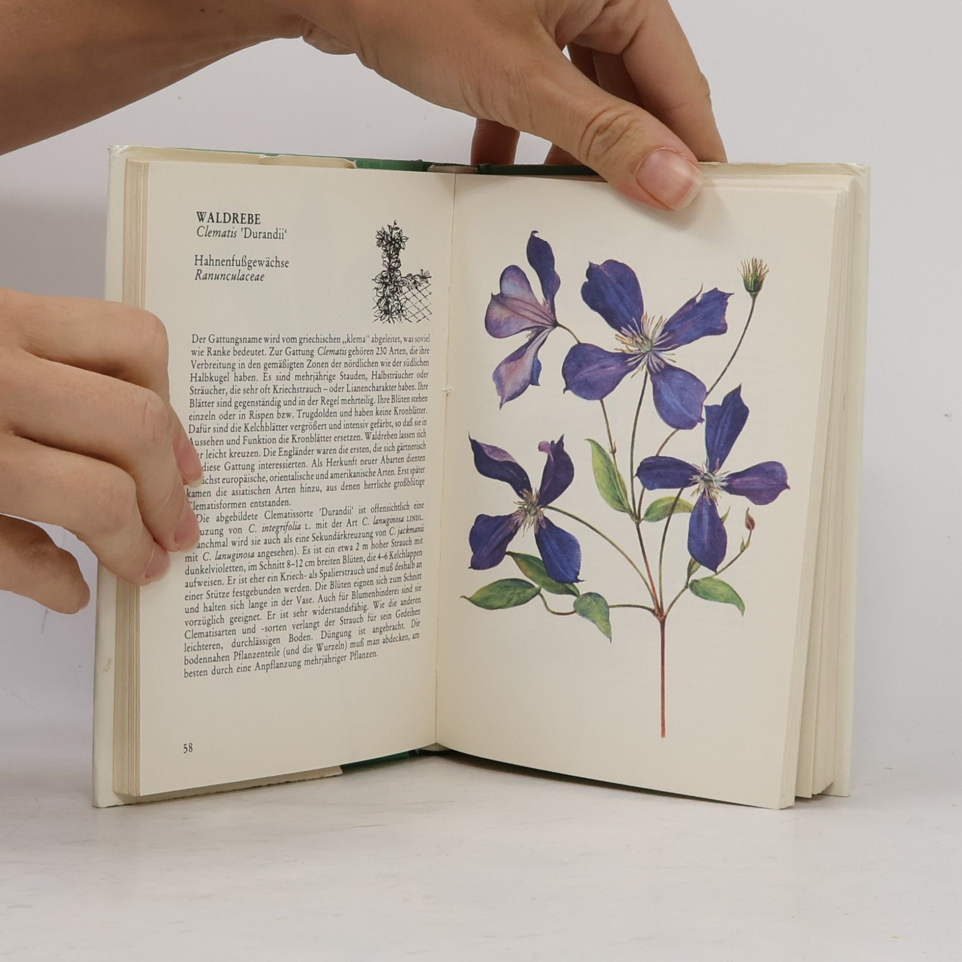 Jaroslav Hofman Taschenatlas der Ziersträucher
