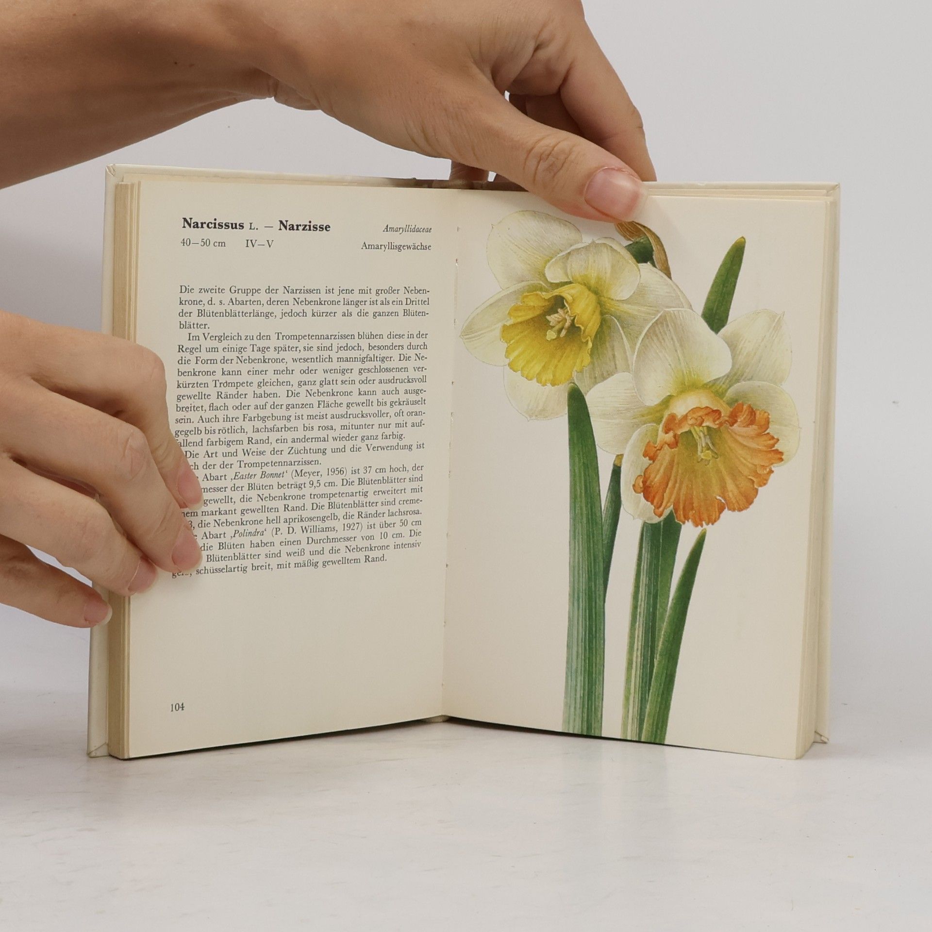 Eva Petrová Taschenatlas der Blumen aus Zwiebeln und Knollen