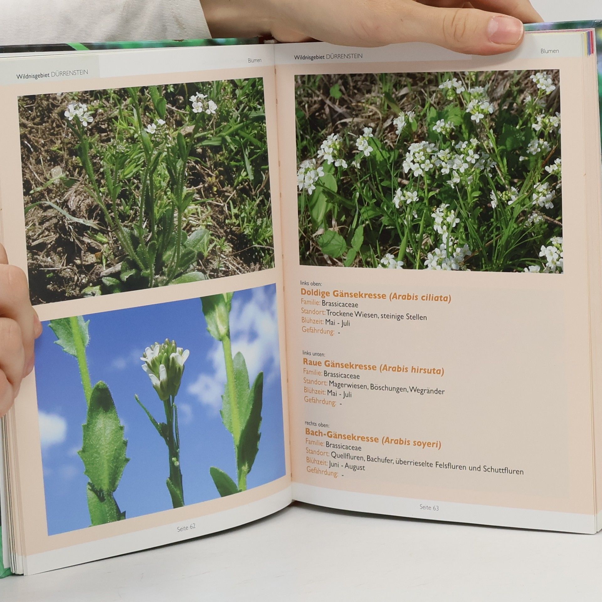 Thomas Ellmauer Wildnis Dürrenstein: Die Blumen des Wildnisgebietes Dürrenstein