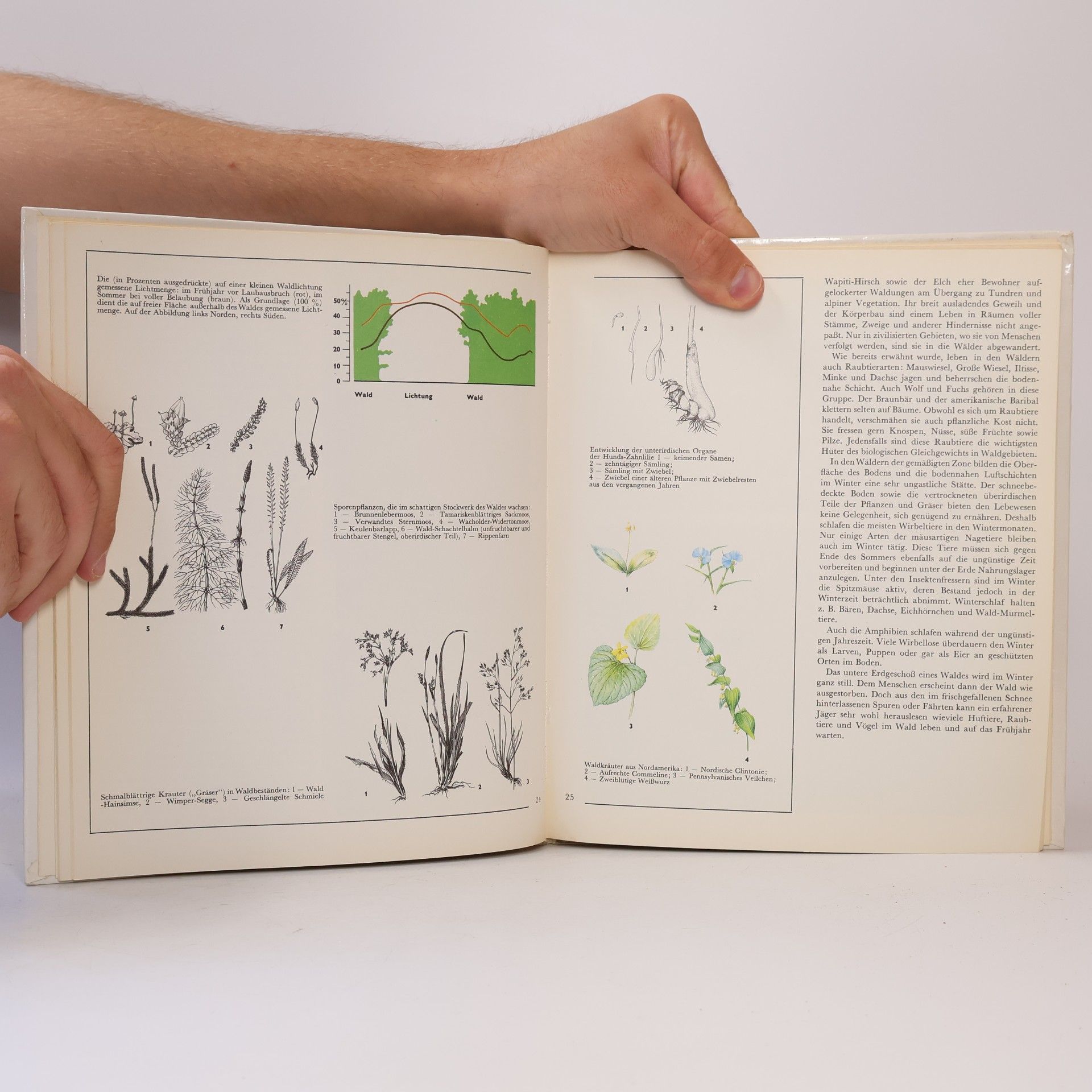 Autorenkollektiv Das Leben der Wälder