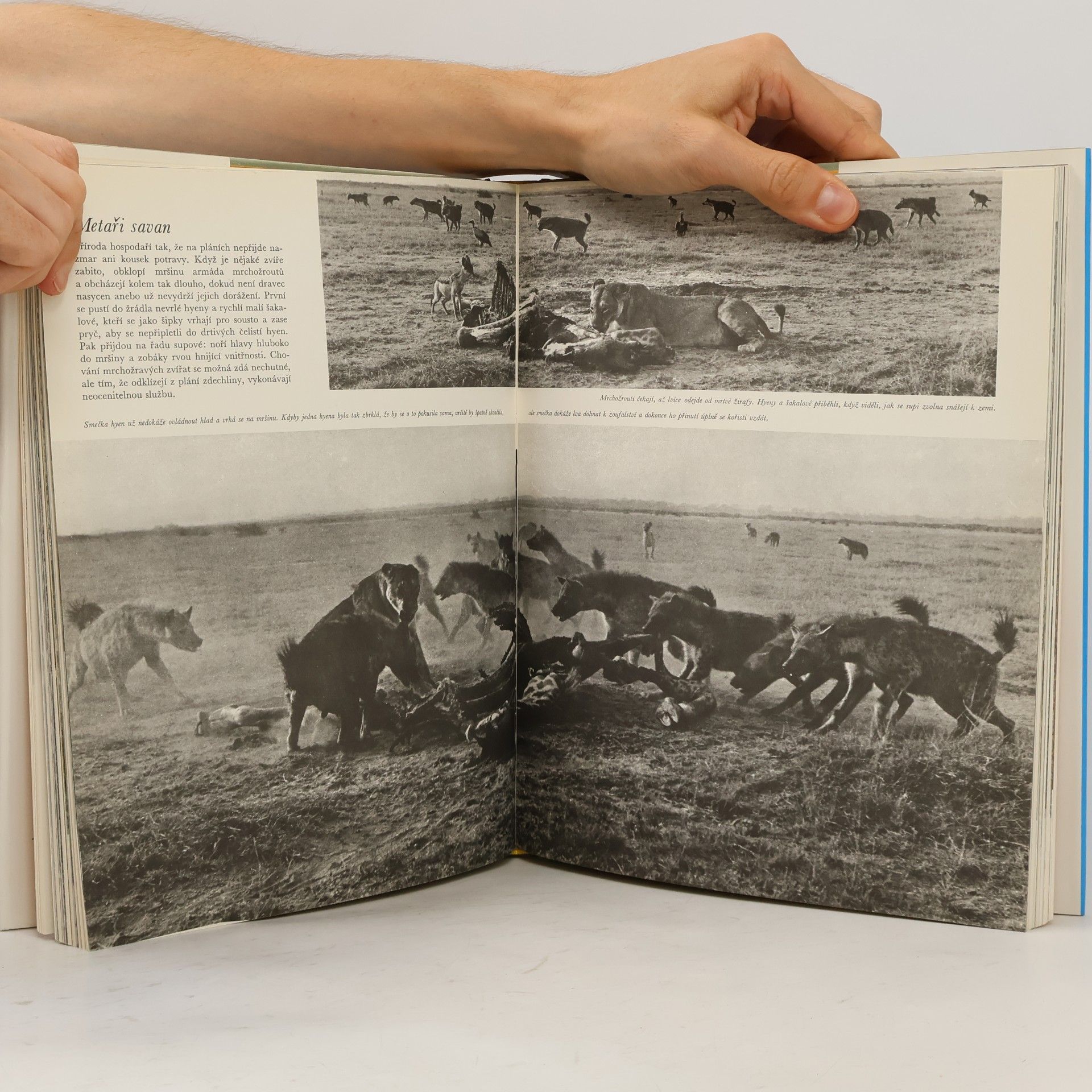 Various authors Afrika. Země a život
