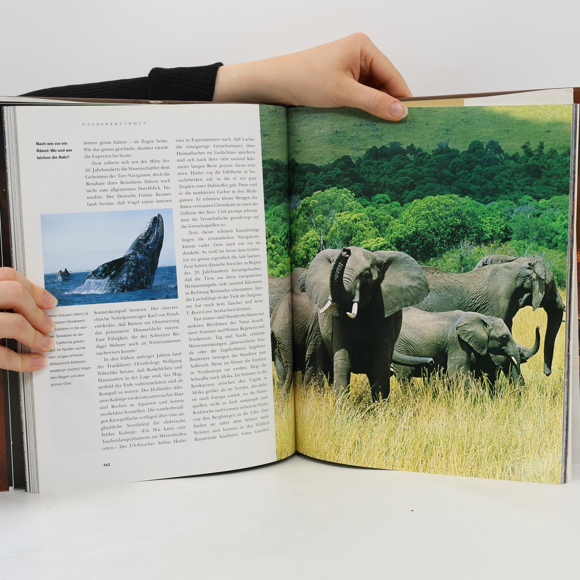 Autorenkollektiv Rhytmus des Lebens: Der Faktor Zeit in der Natur