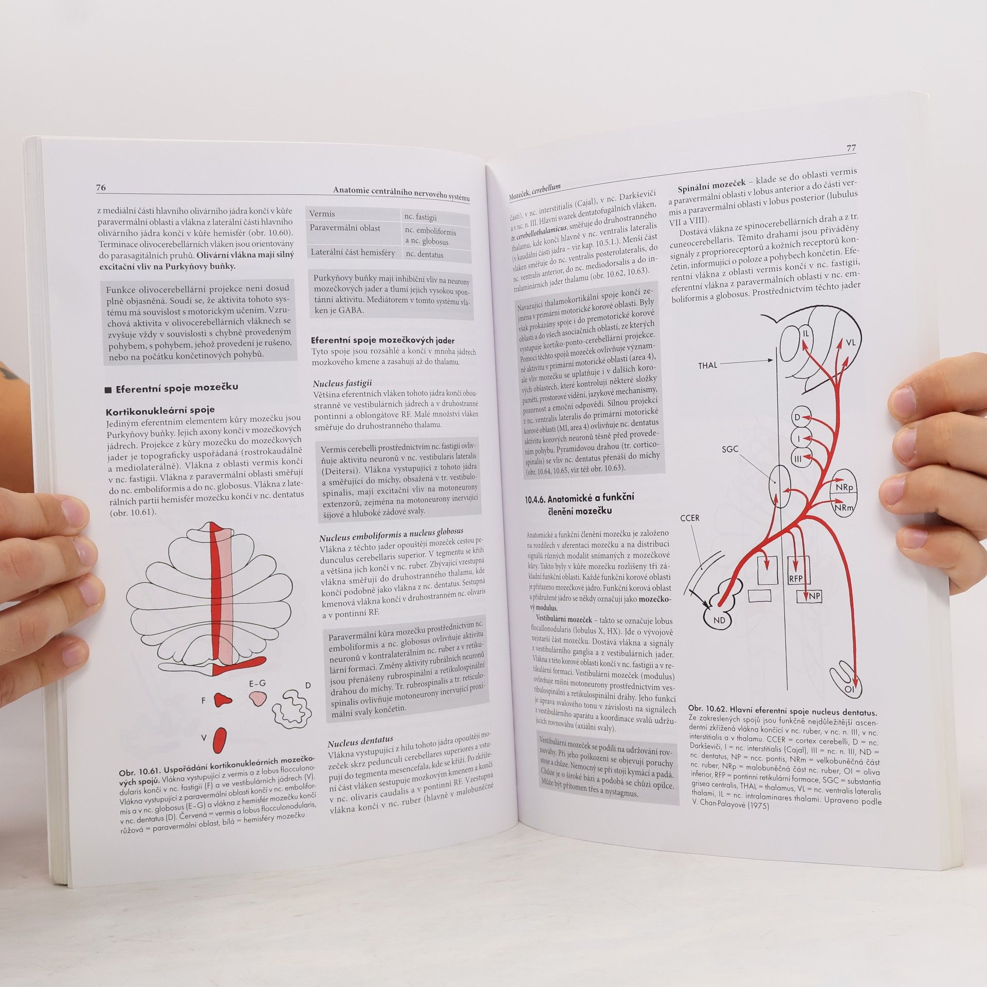 Miloš Grim Základy anatomie. 4a., Centrální nervový systém