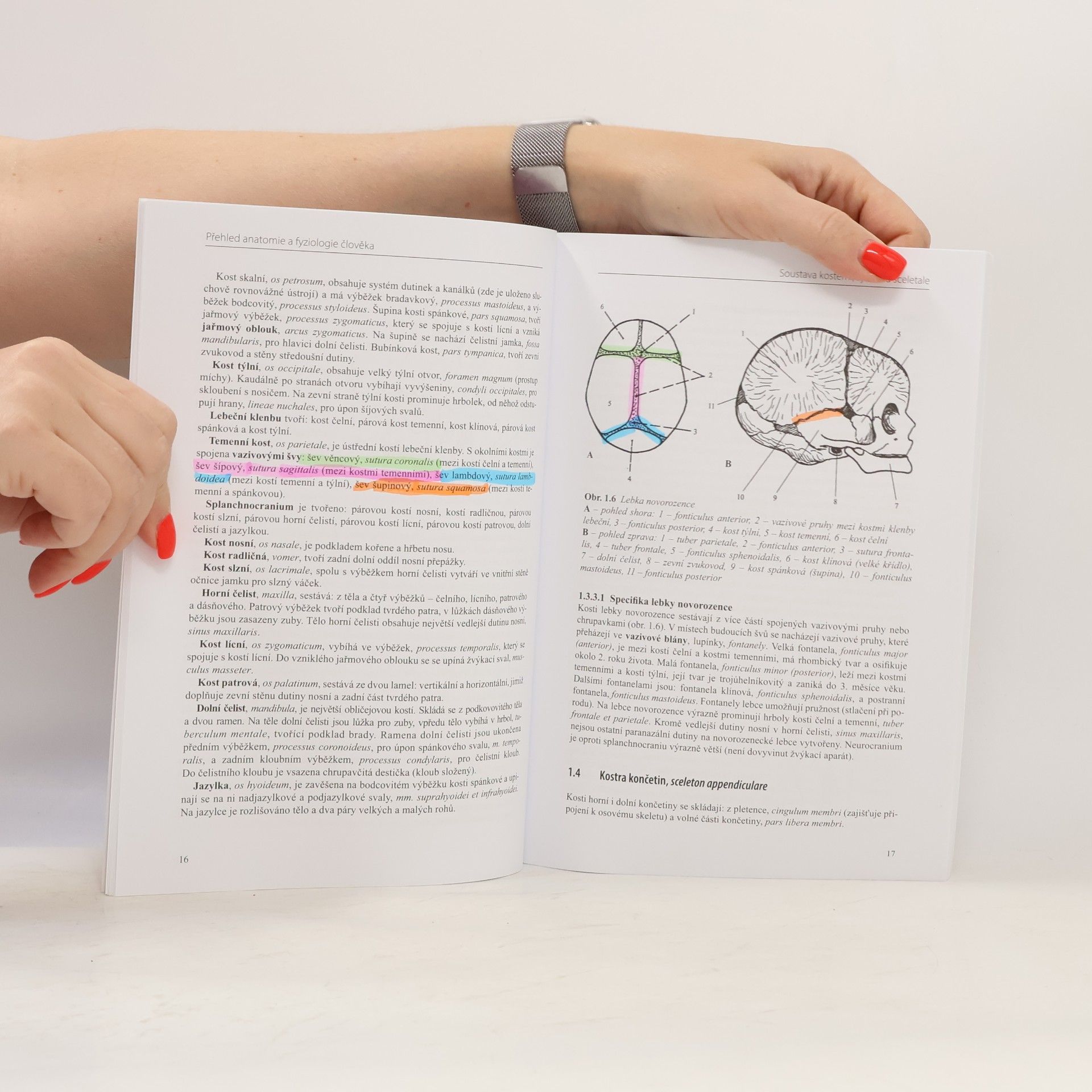 Lada Stuchlá Přehled anatomie a fyziologie člověka. Pro nelékařské zdravotnické obory
