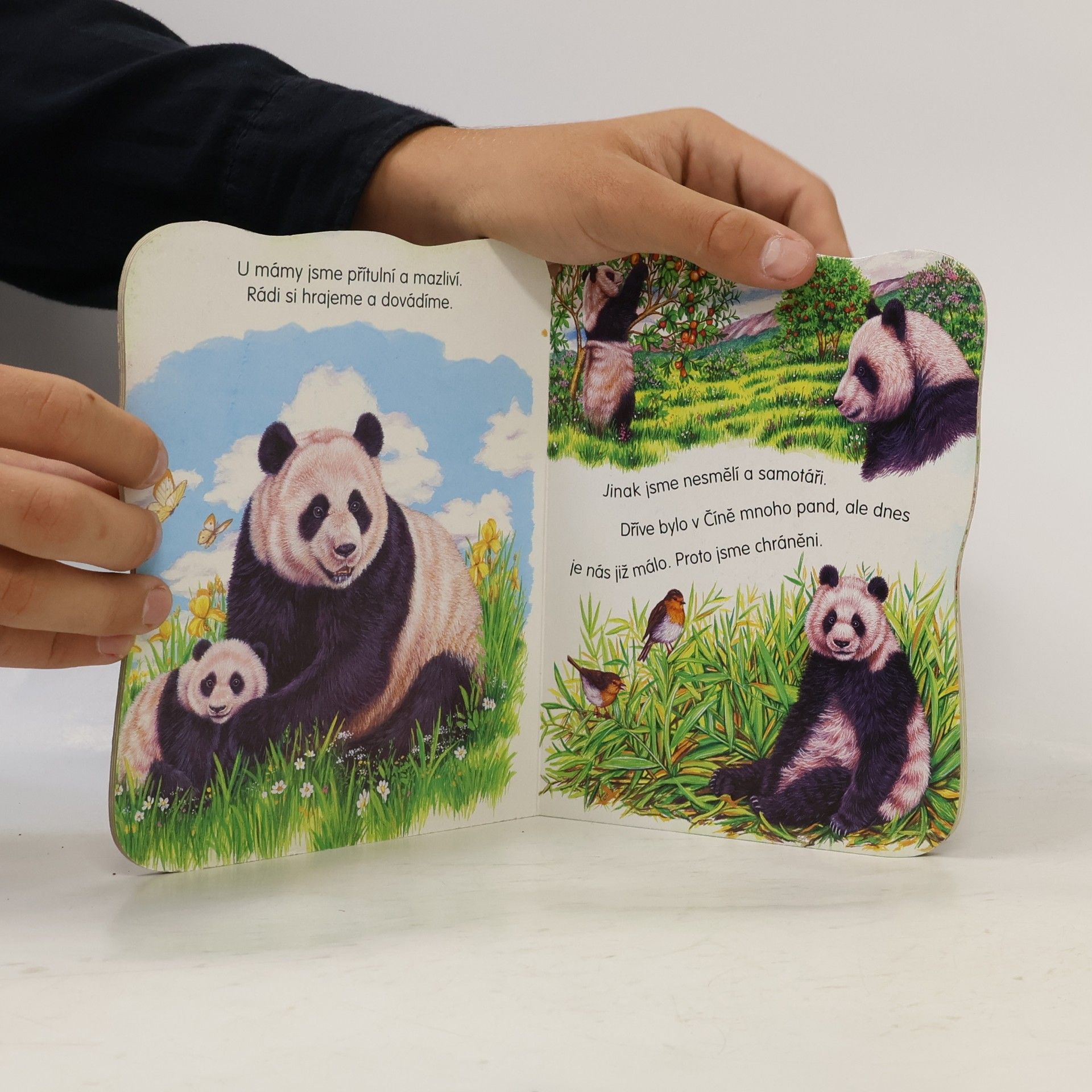 Consuelo Delgado Beistegui Medvídek panda