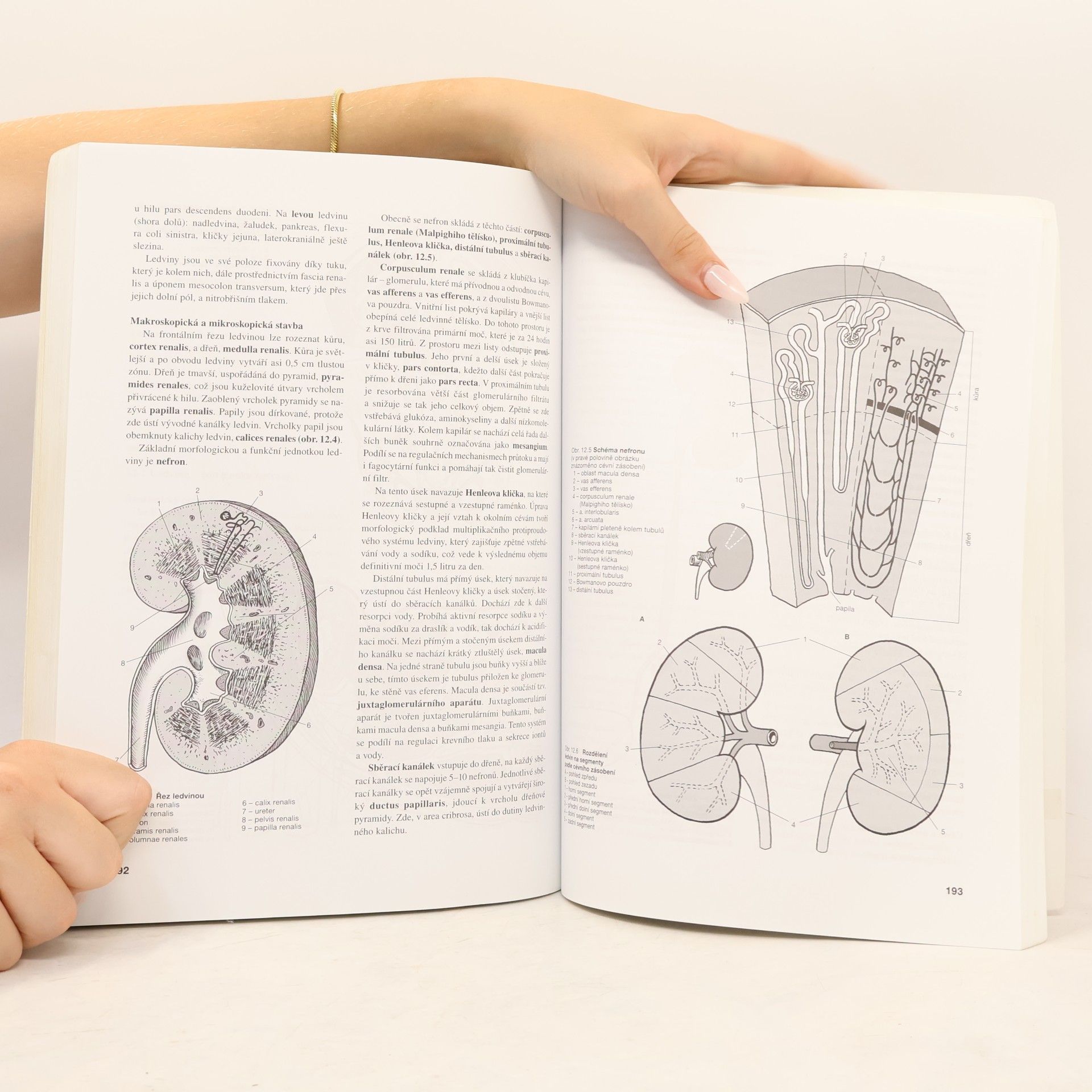 Miloslava Elišková Přehled anatomie