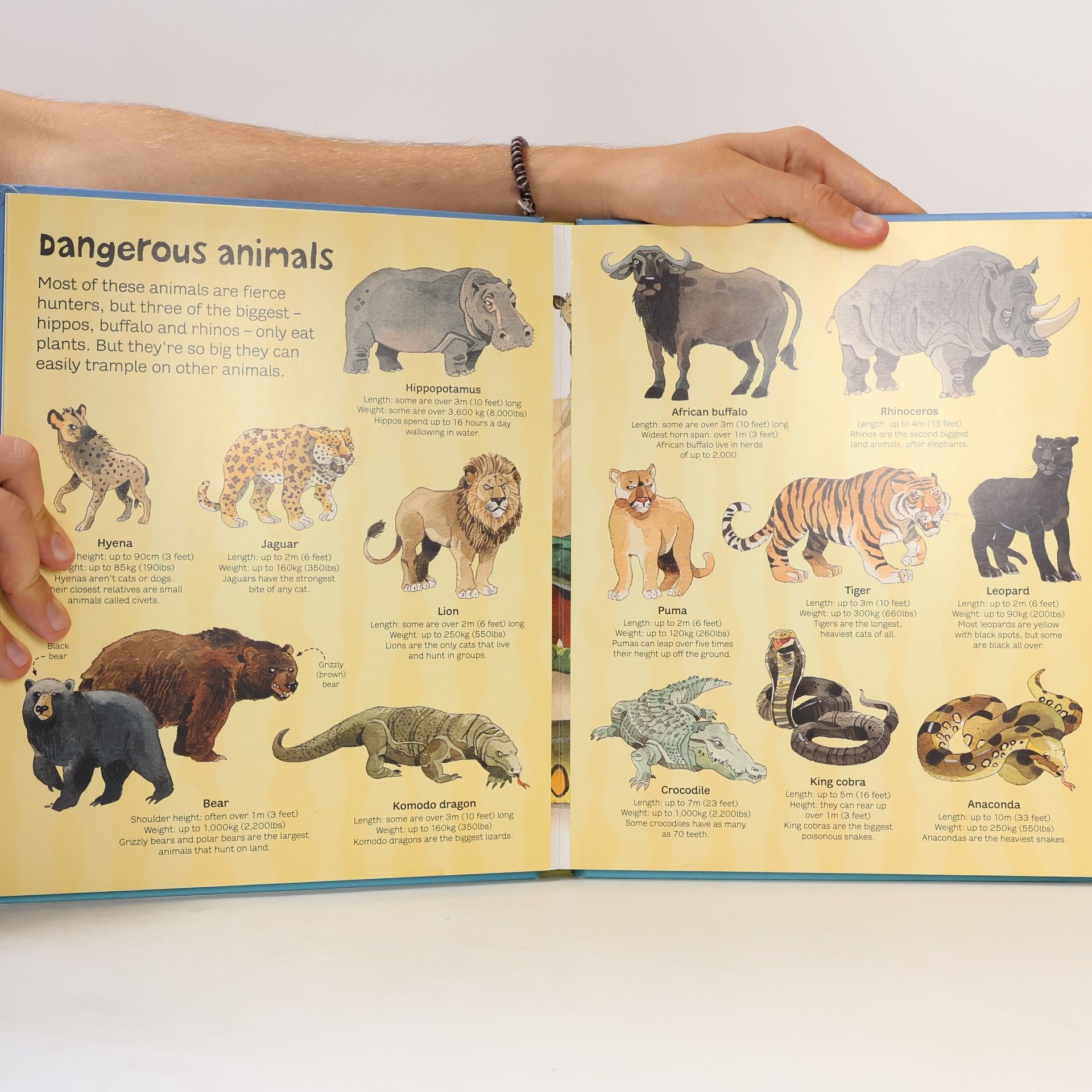Hazel Maskell Big Book of Big Animals