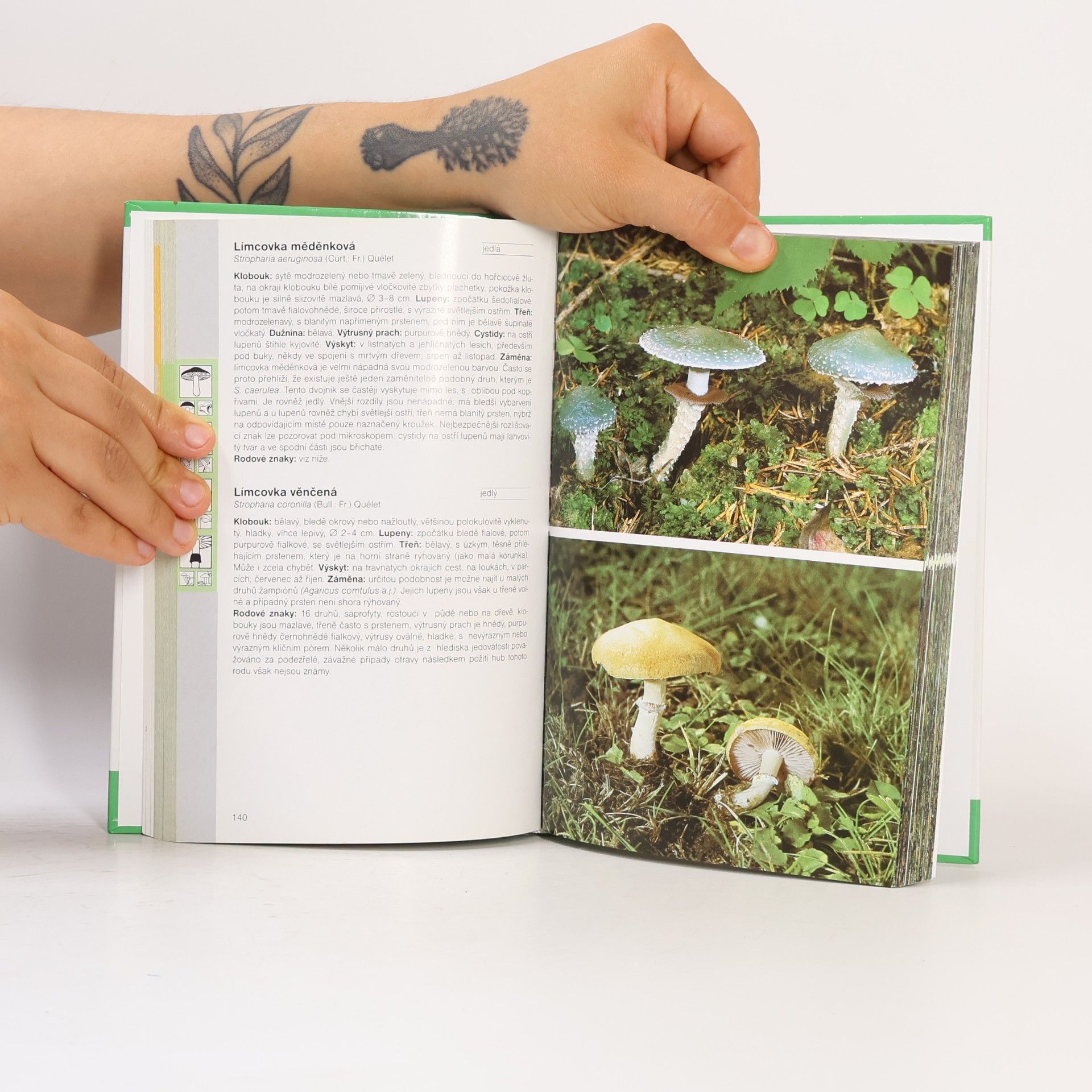 Ewald Gerhardt Houby: Nový klíč se systémem rychlého určování : příruční atlas