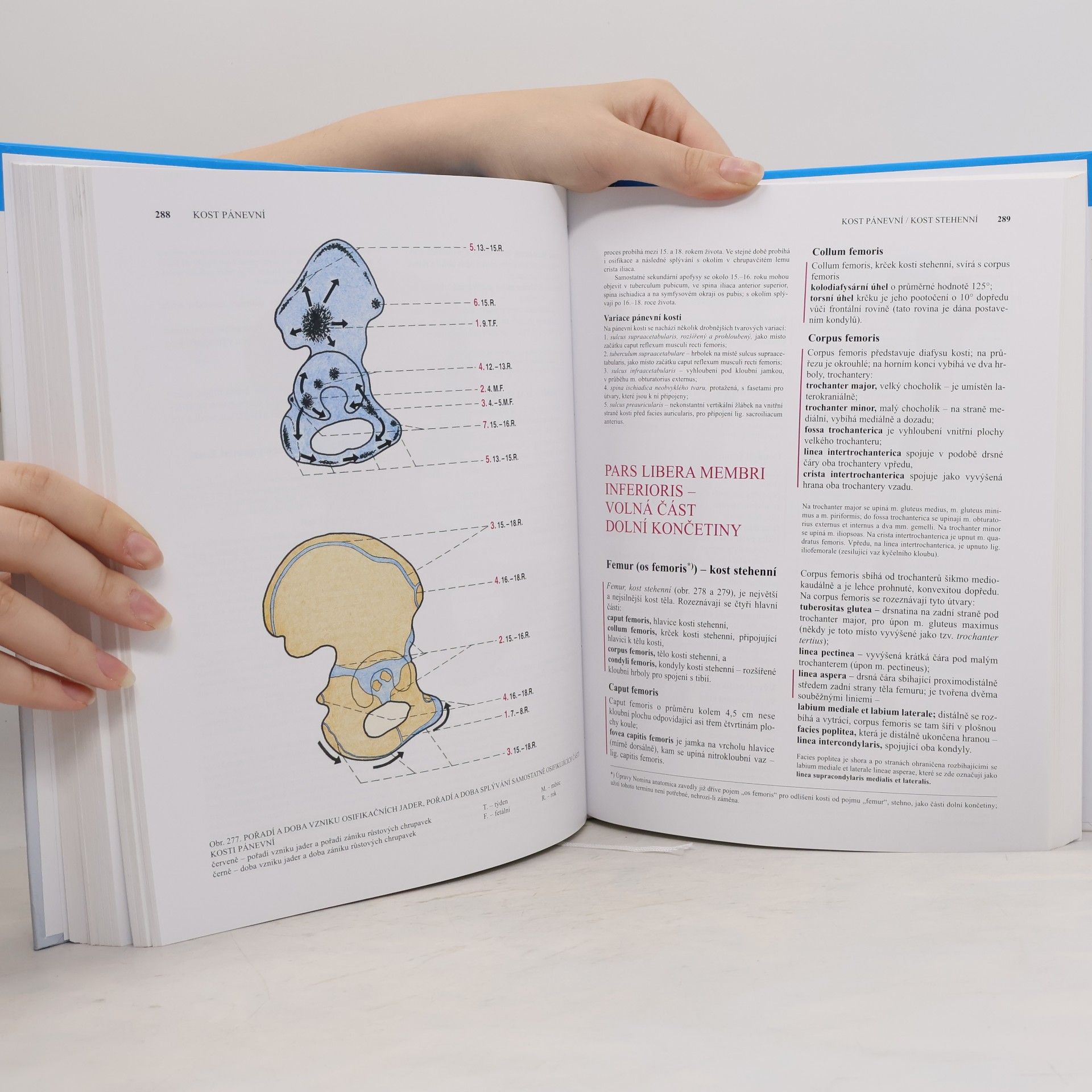 Oldřich Fejfar Anatomie 1