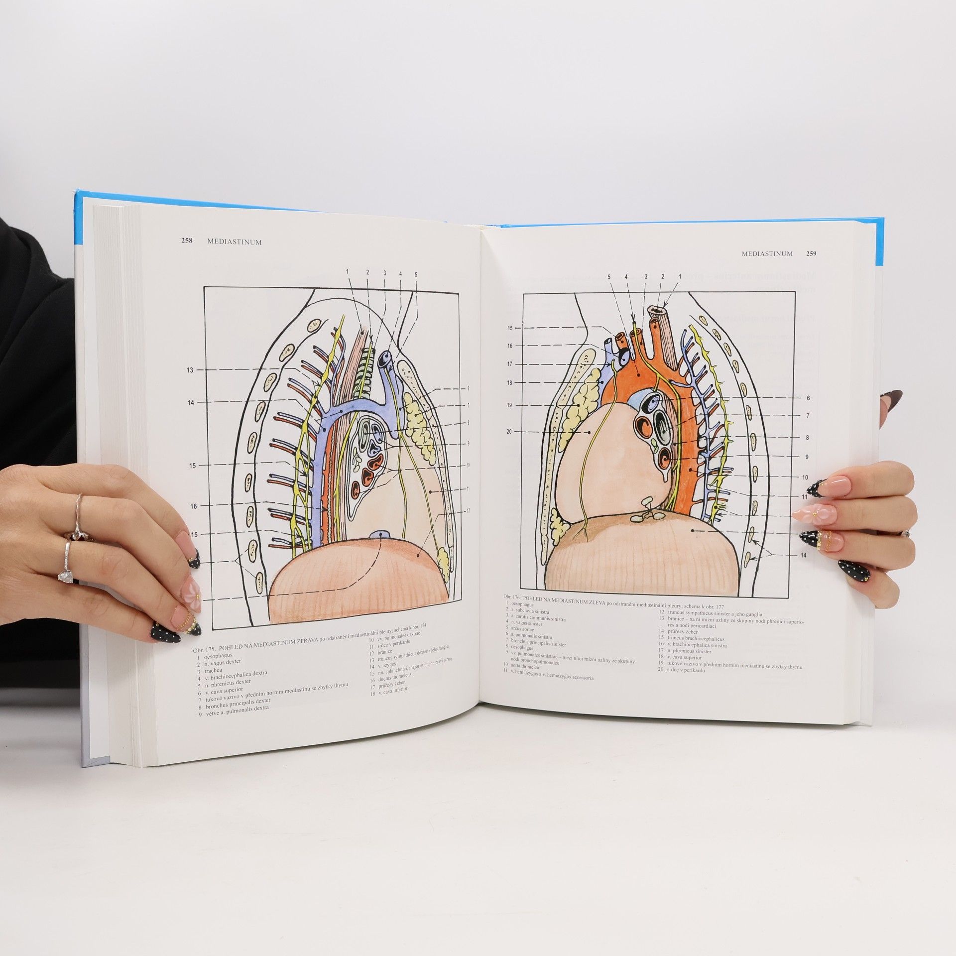 Radomír Čihák Anatomie 2