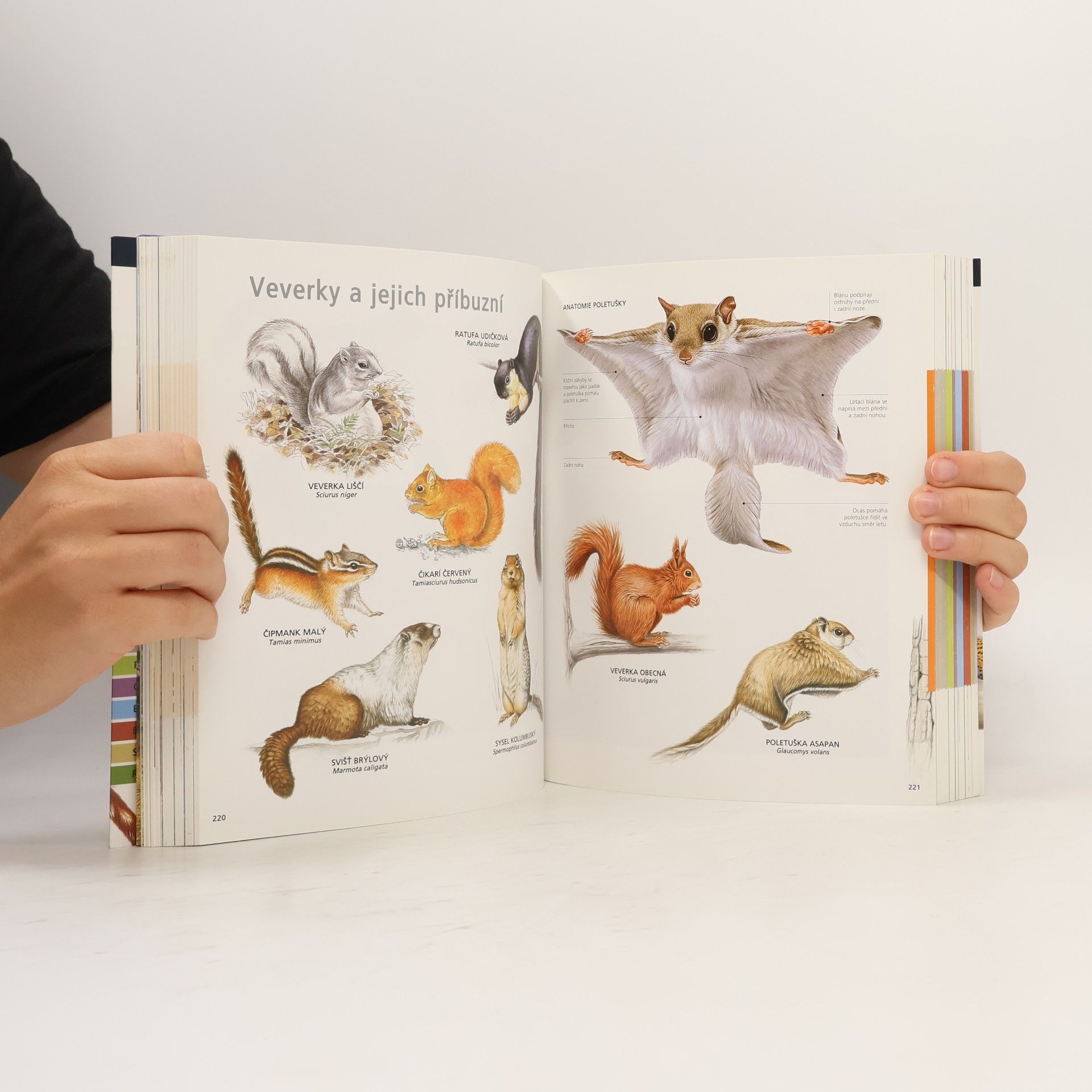 Autorenkollektiv Obrazová encyklopedie zvířat