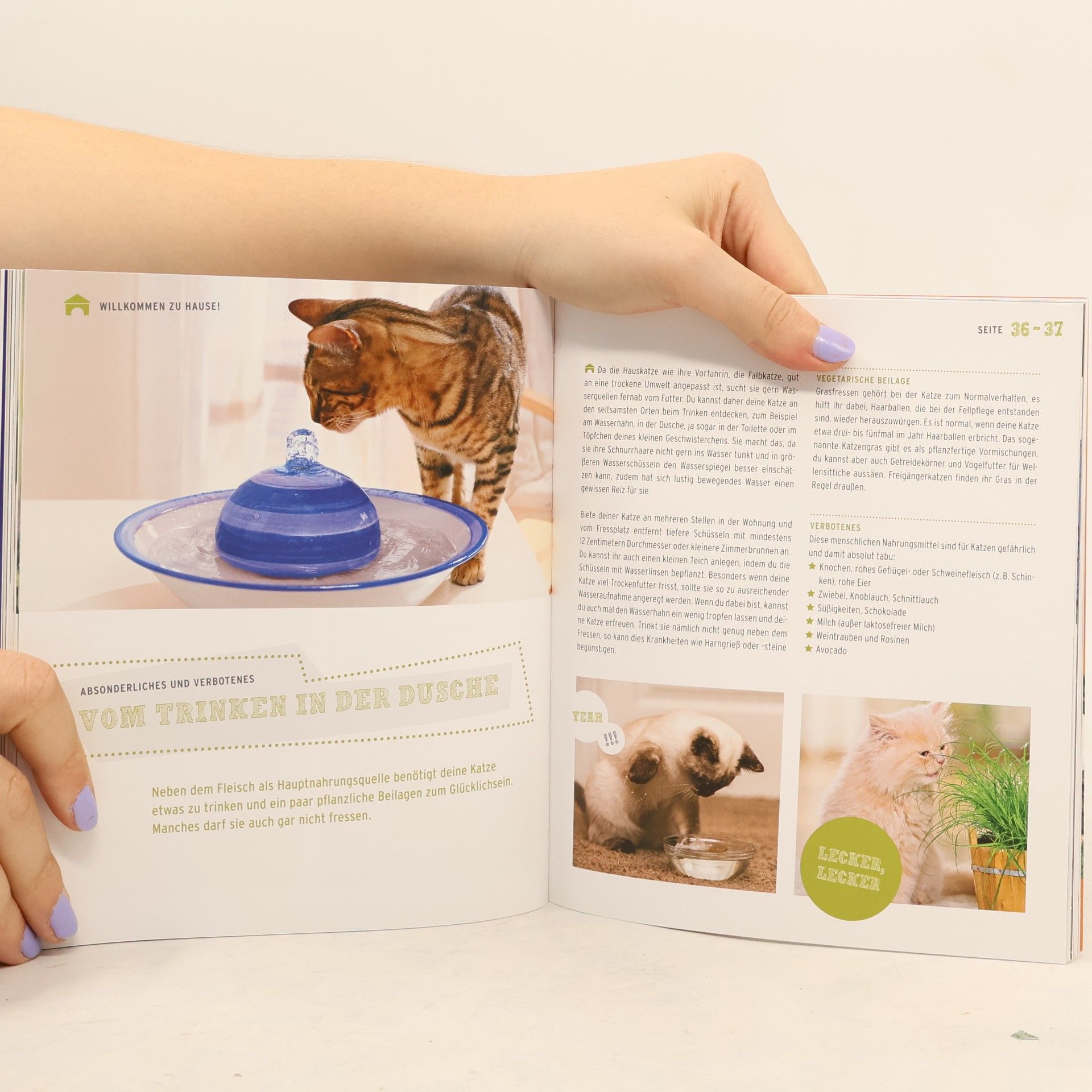 Andrea Böttjer Das Katzenbuch für Kids