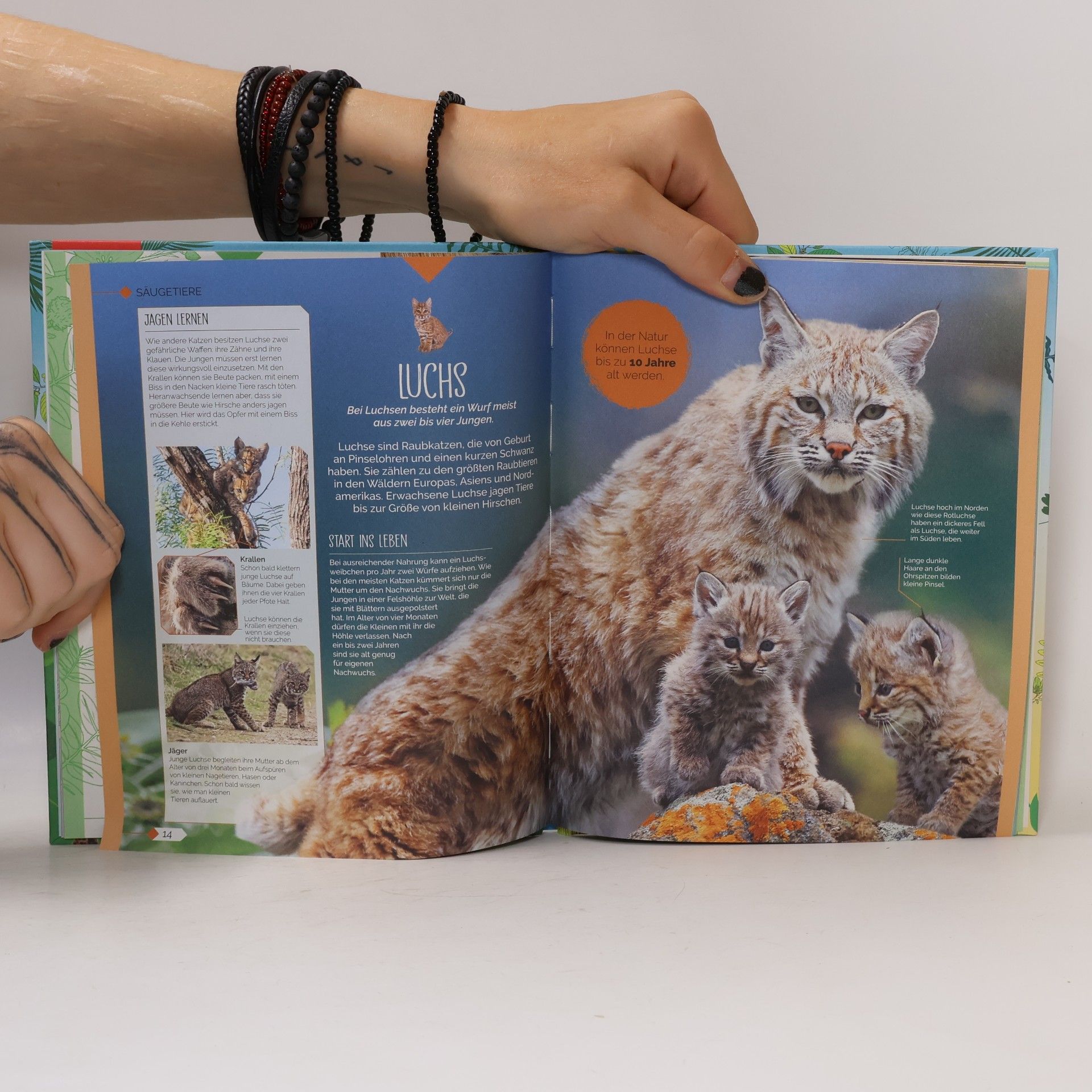 Kolektiv autorů Tierkinder der Wildnis