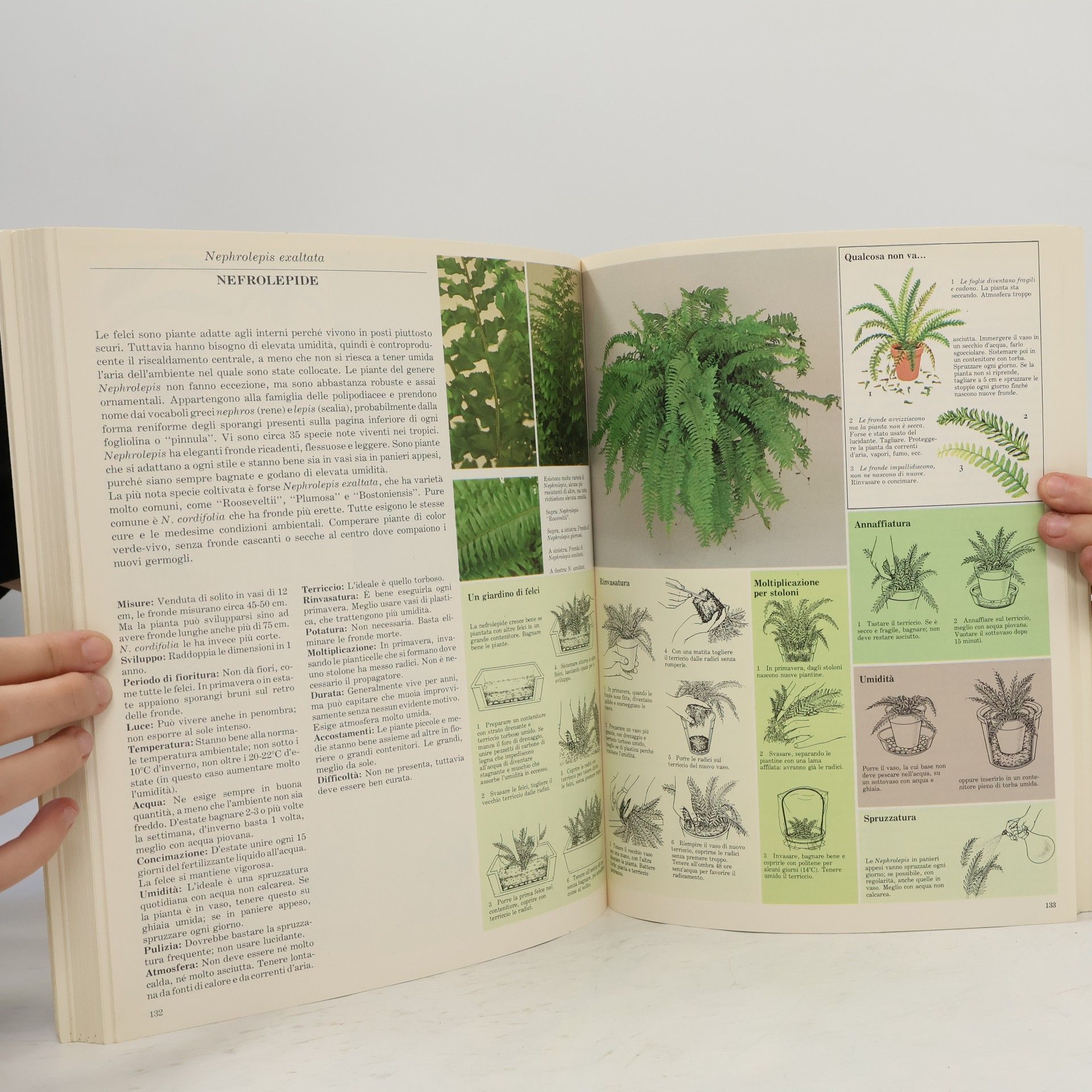 David Longman Paperback Illustrati: Cura il tuo verde