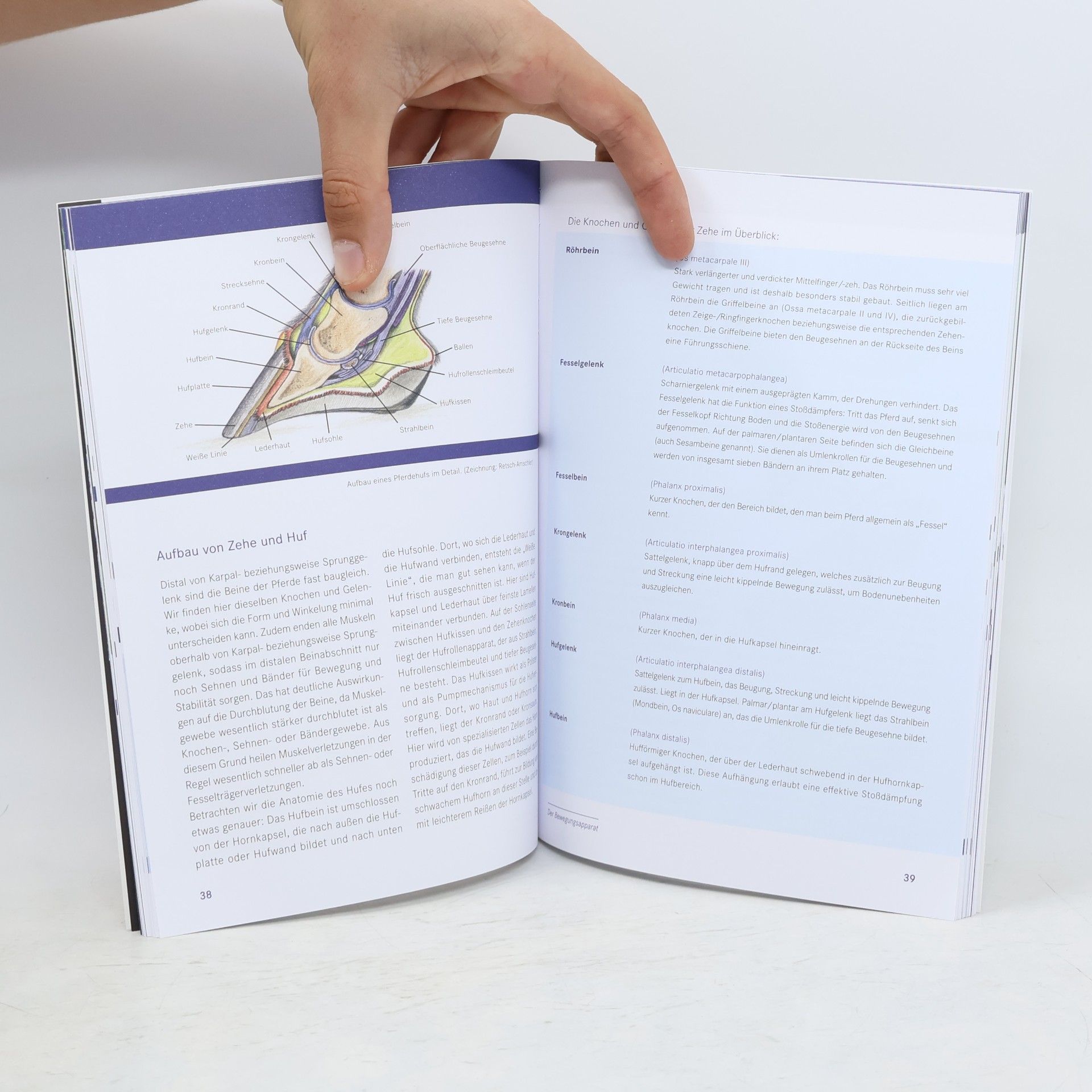 Christina Fritz Die Anatomie des Pferdes