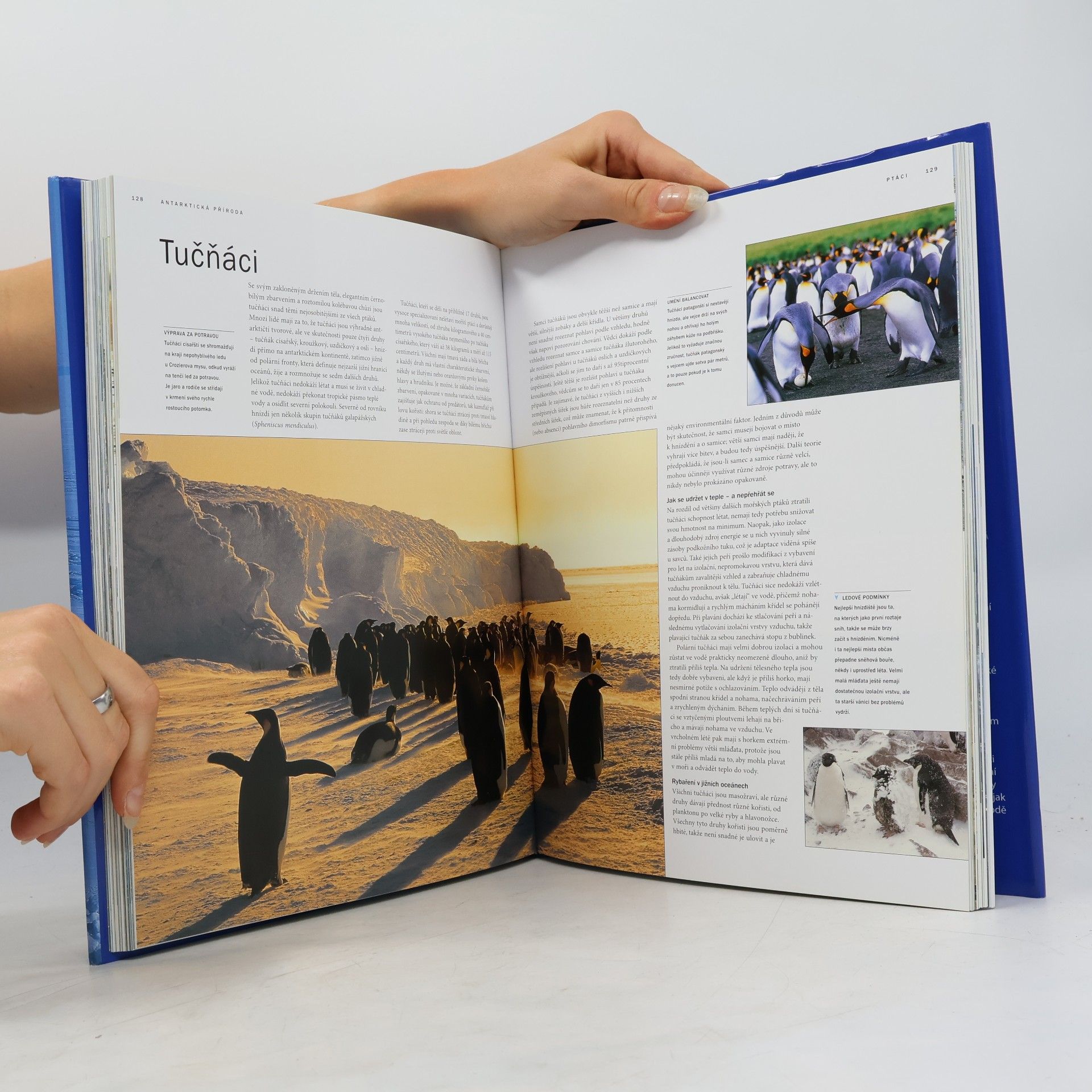 David McGonigal Antarktida. Modrý kontinent