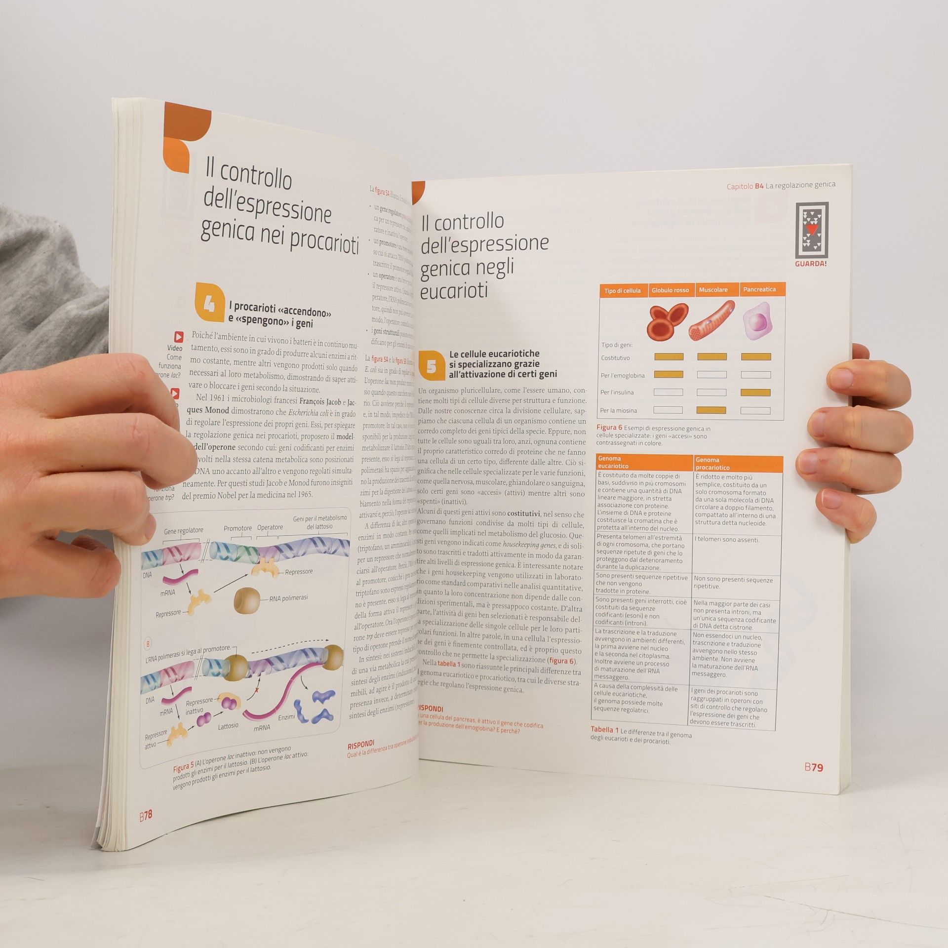 Sylvia S. Mader Immagini e concetti della biologia. Dalla biologia molecolare al corpo umano. Per le scuole superiori. Con contenuto digitale (fornito elettronicamente) - seconda edizione