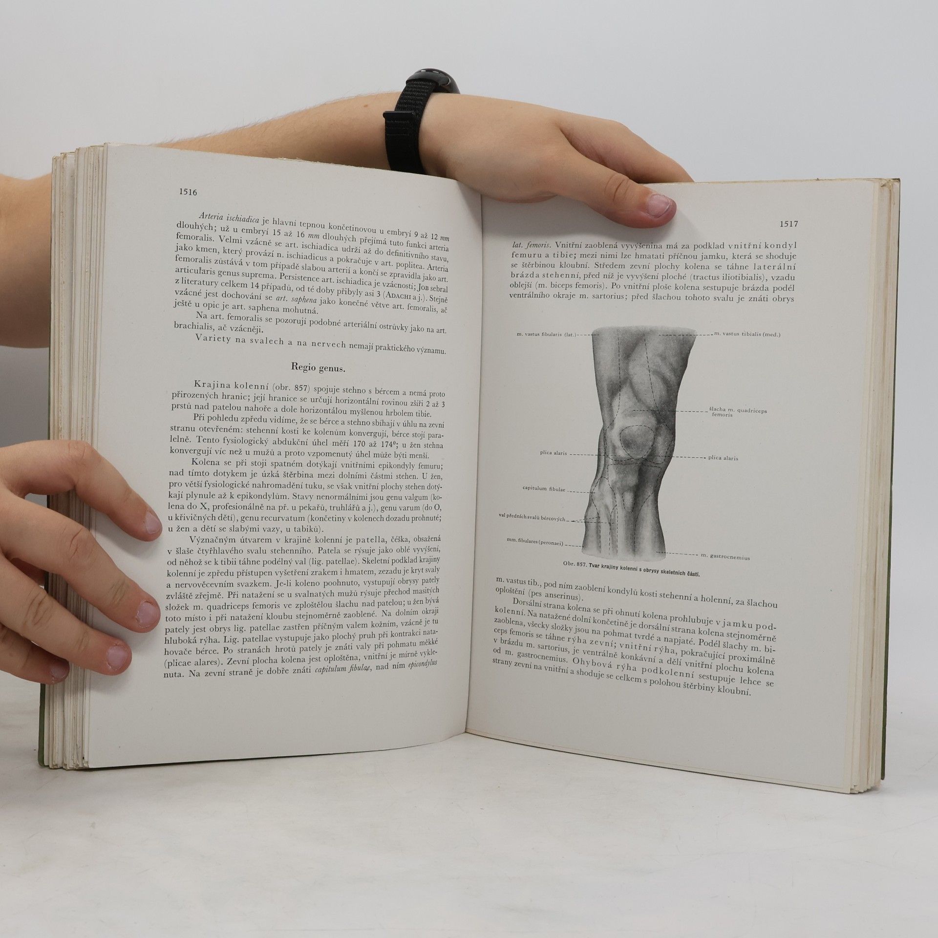 Karel Weigner Topografická anatomie V. Topografická anatomie končetin