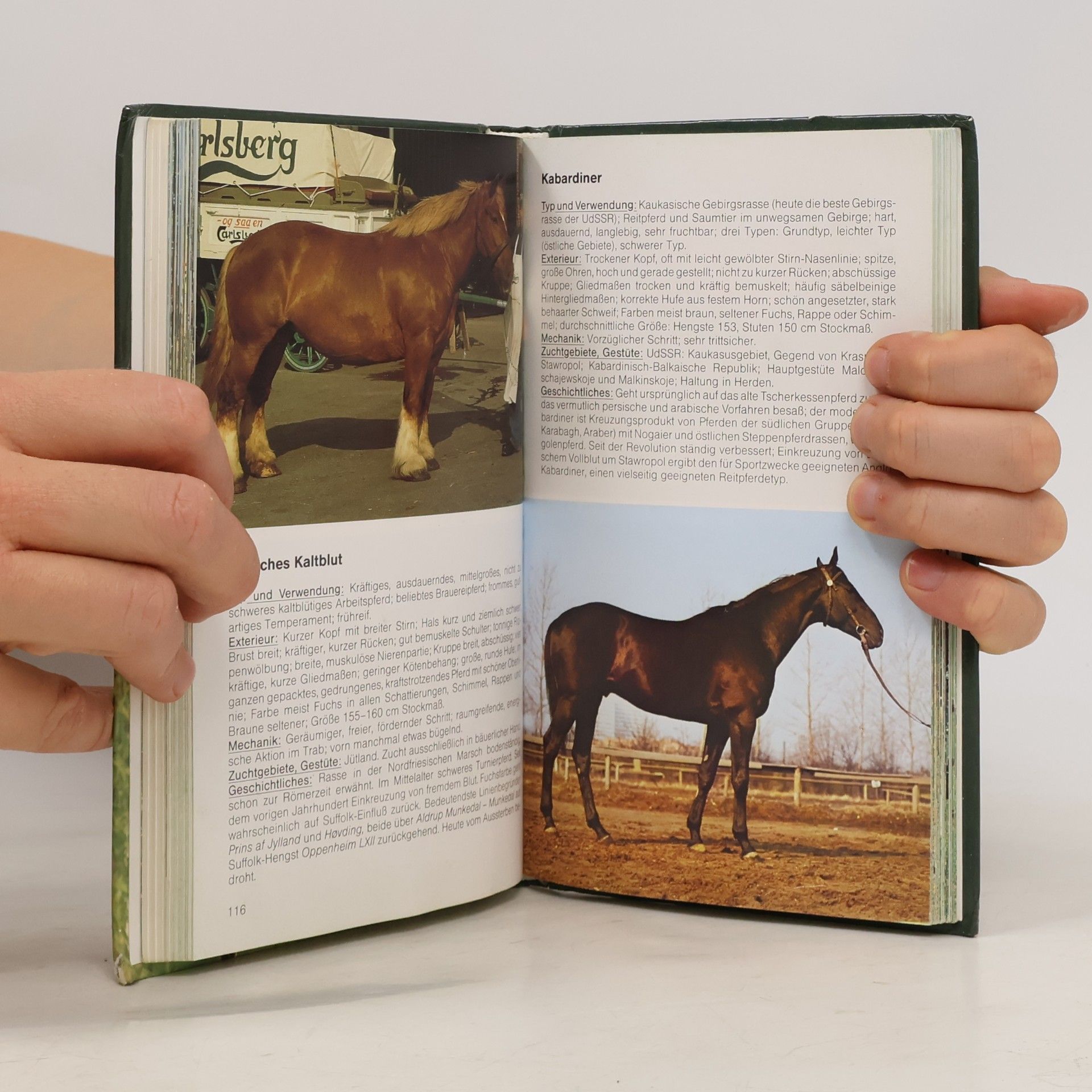 Jasper Nissen Welches Pferd ist das?