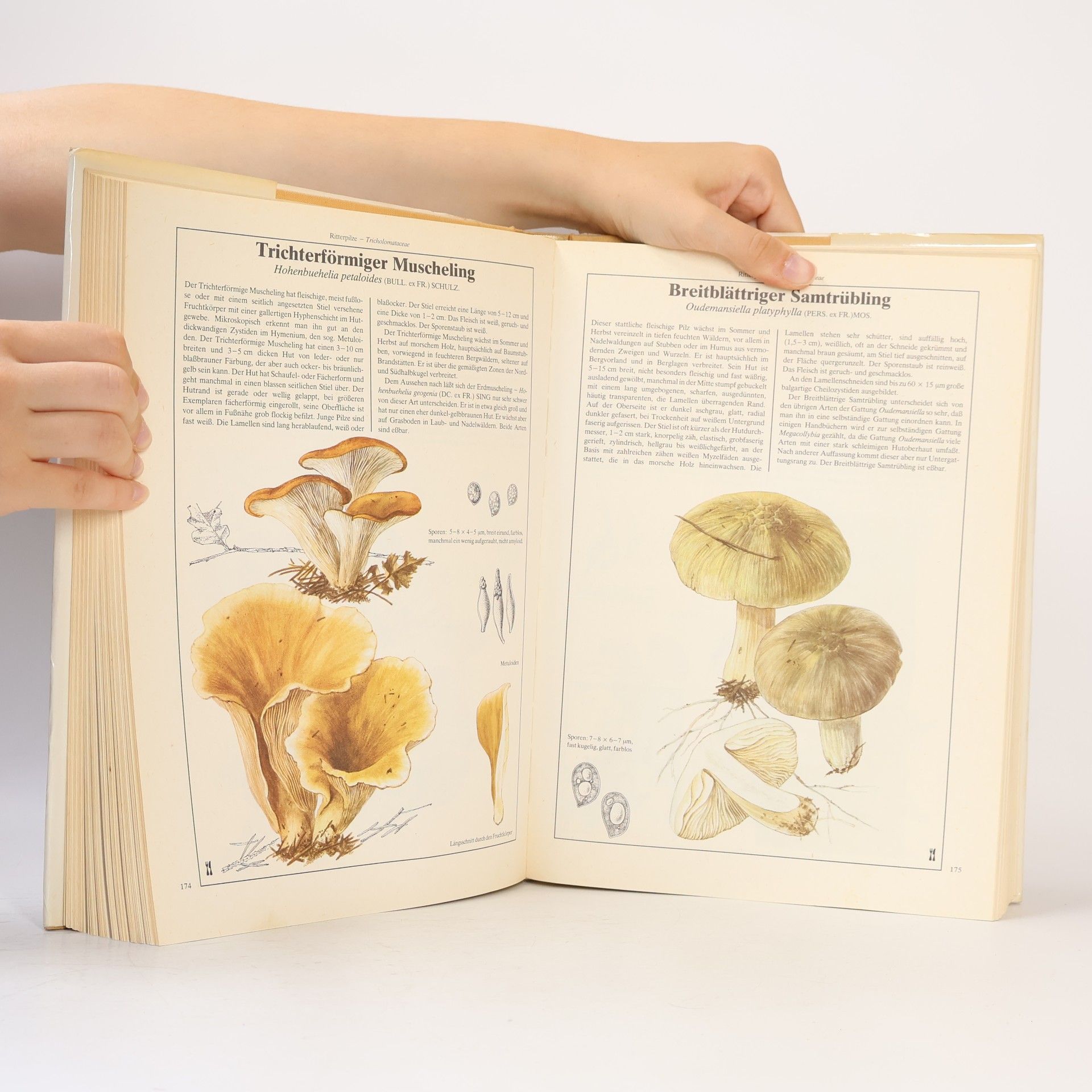 Mirko Svrček Dausien's grosses Pilzbuch in Farbe