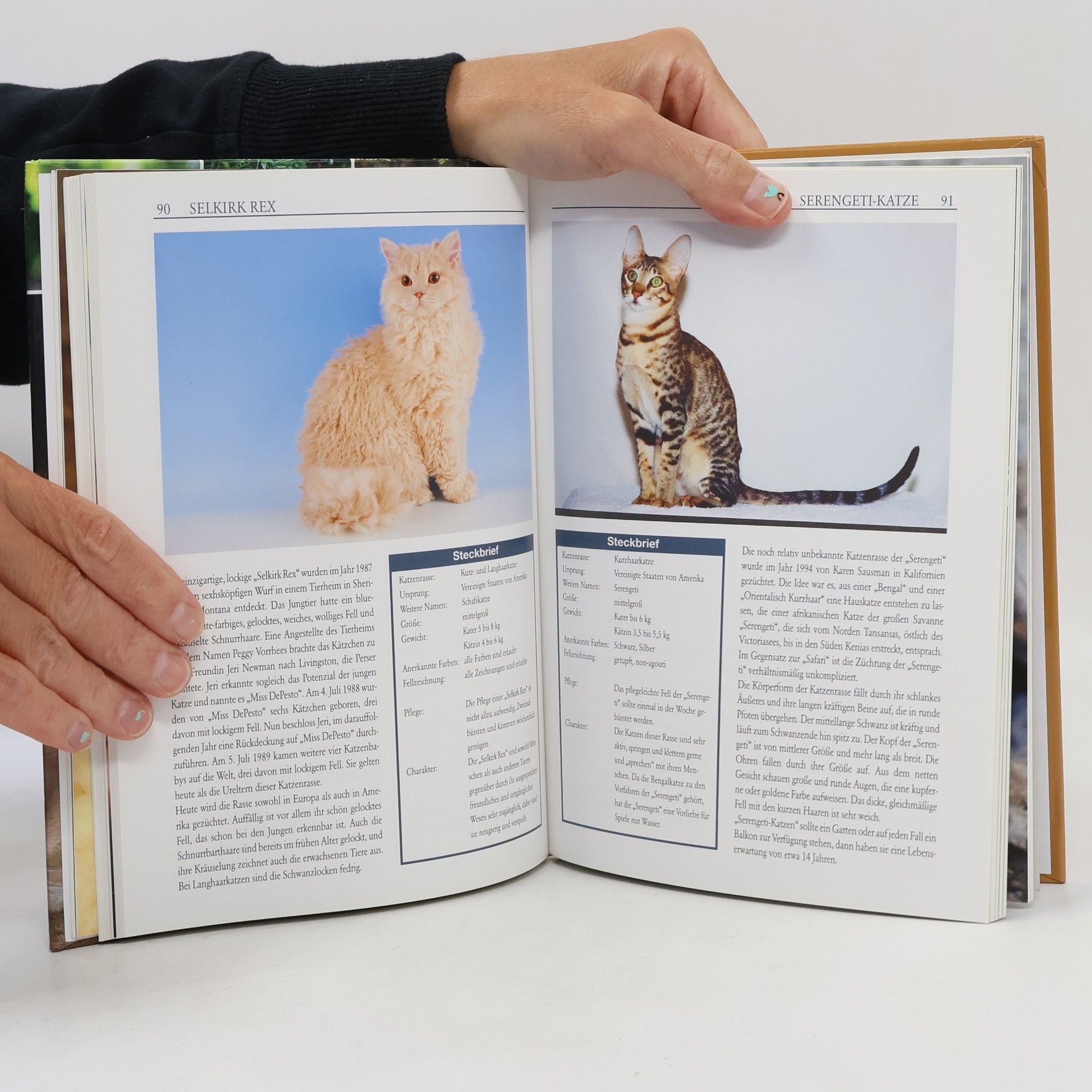 Katzen
